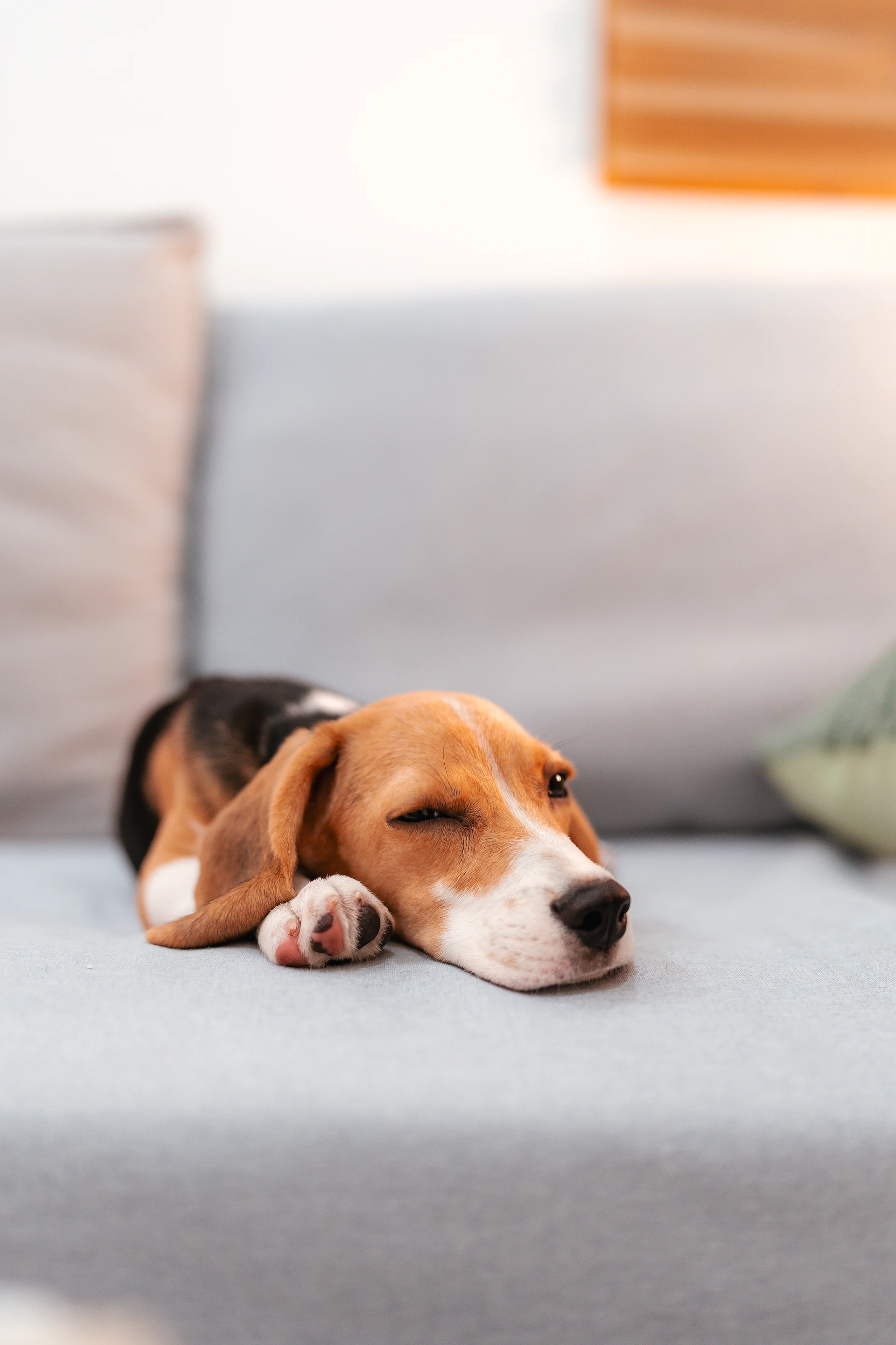 A beagle puppy sleeps peacefully on a couch.