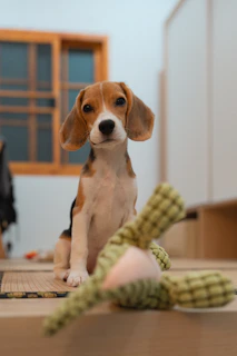 /services/dog-boarding, /services/cat-boarding, /services/daycare,