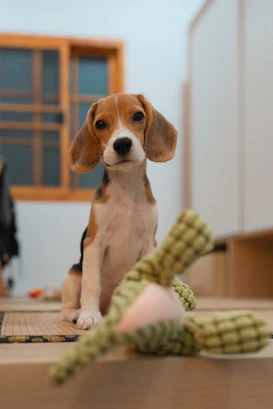 /services/dog-boarding, /services/cat-boarding, /services/daycare,