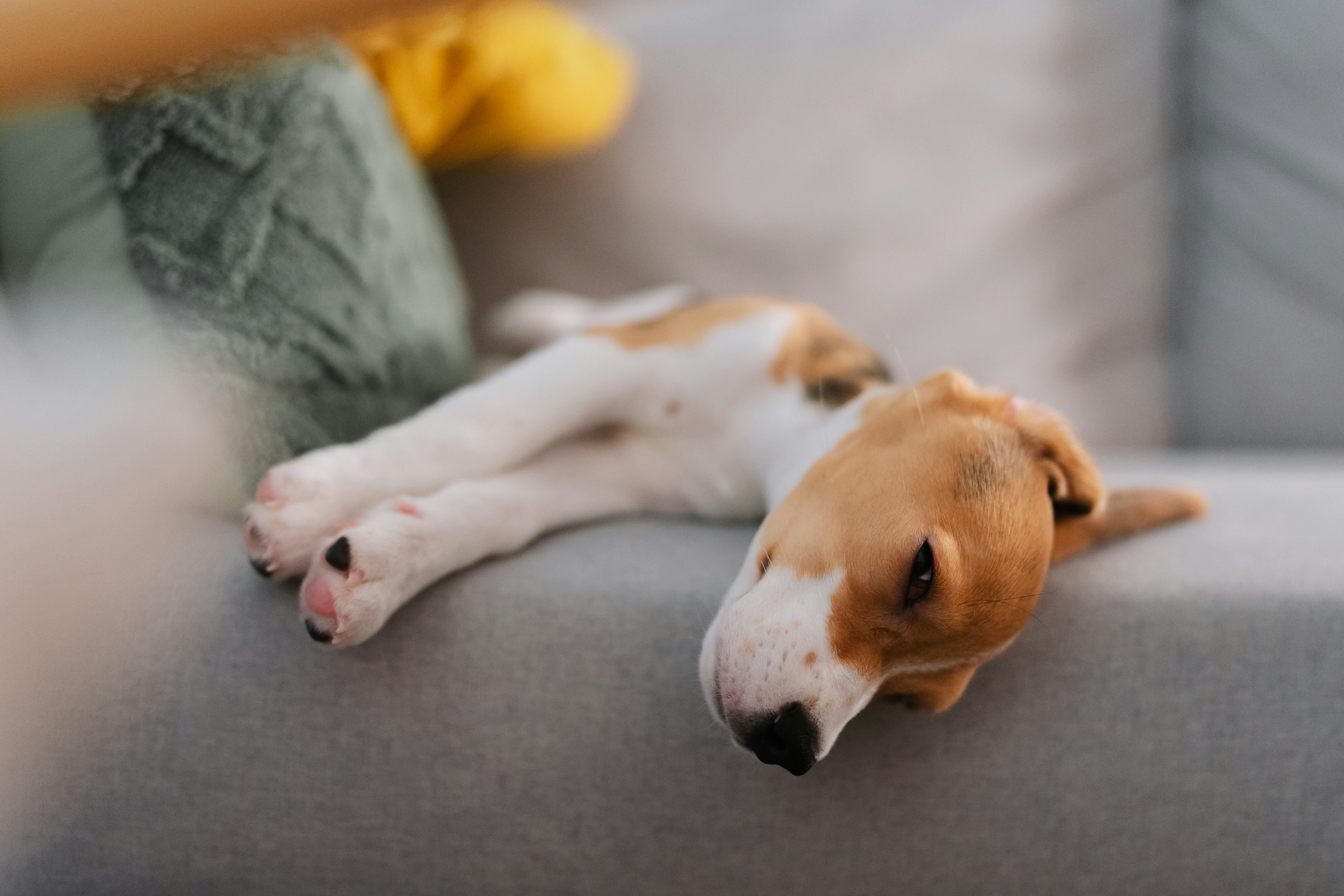 How to Potty Train a Puppy - step by step process guide