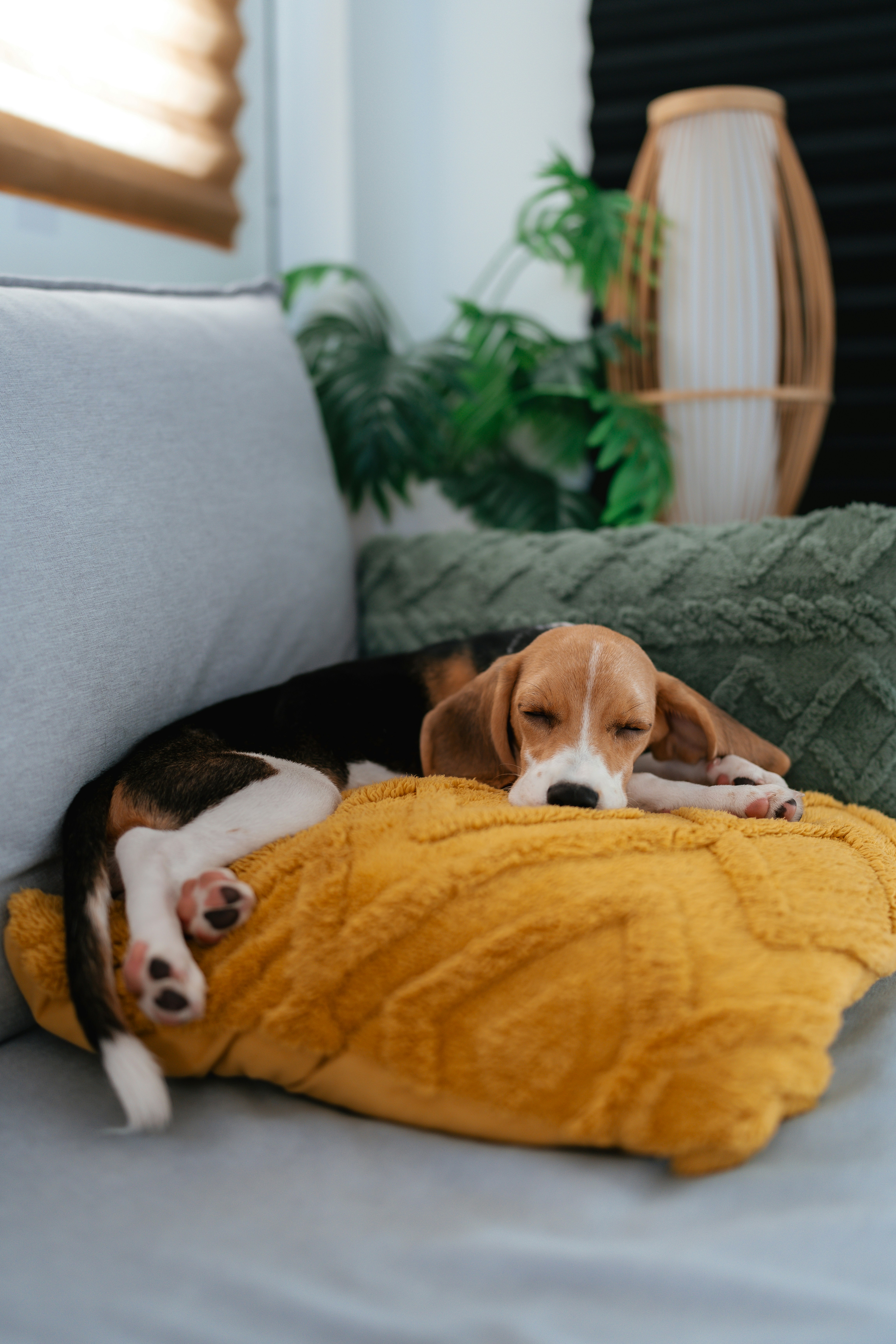 Un cucciolo di beagle dorme su un cuscino giallo.