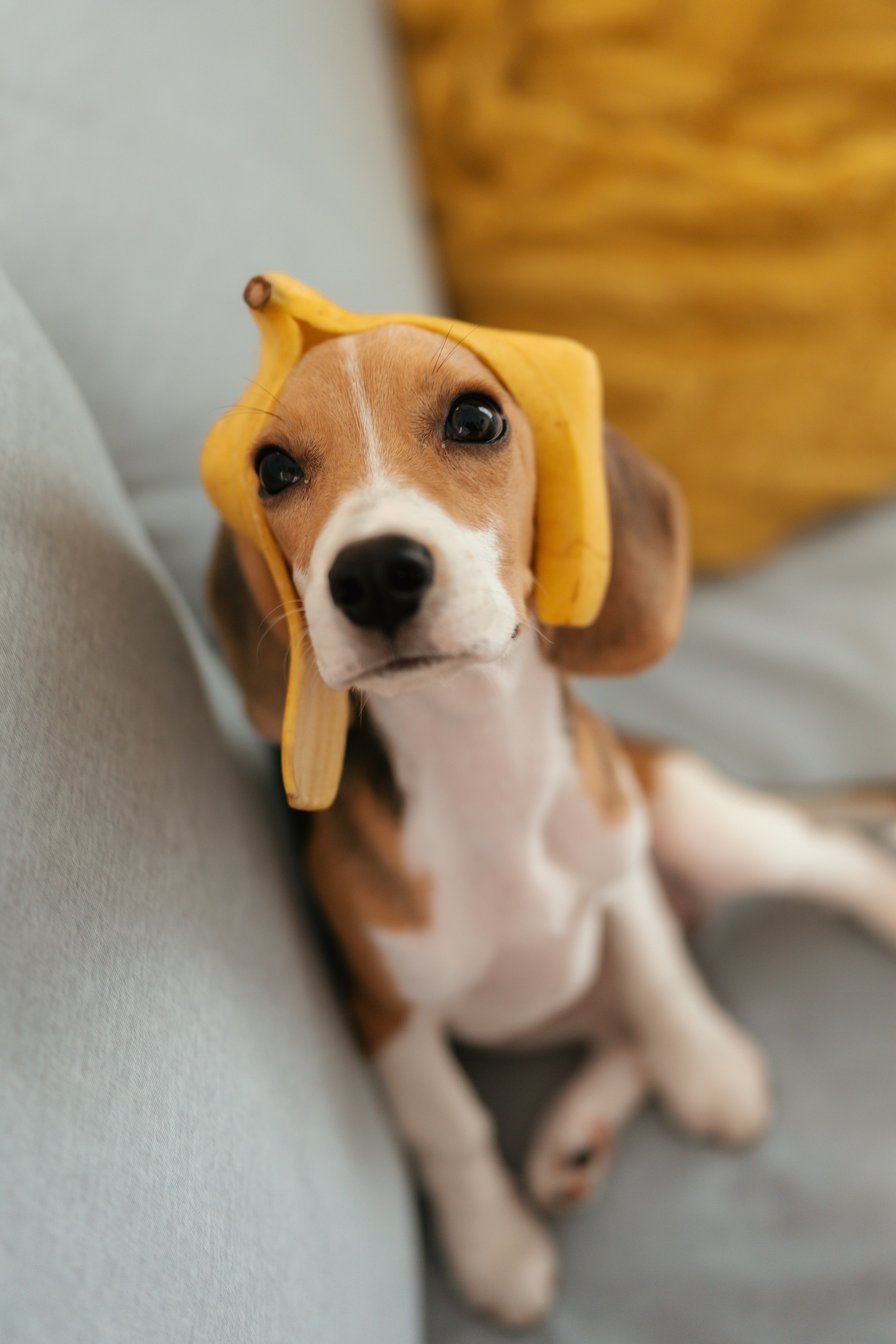 Ein Beagle-Welpe mit Bananenhut auf dem Sofa