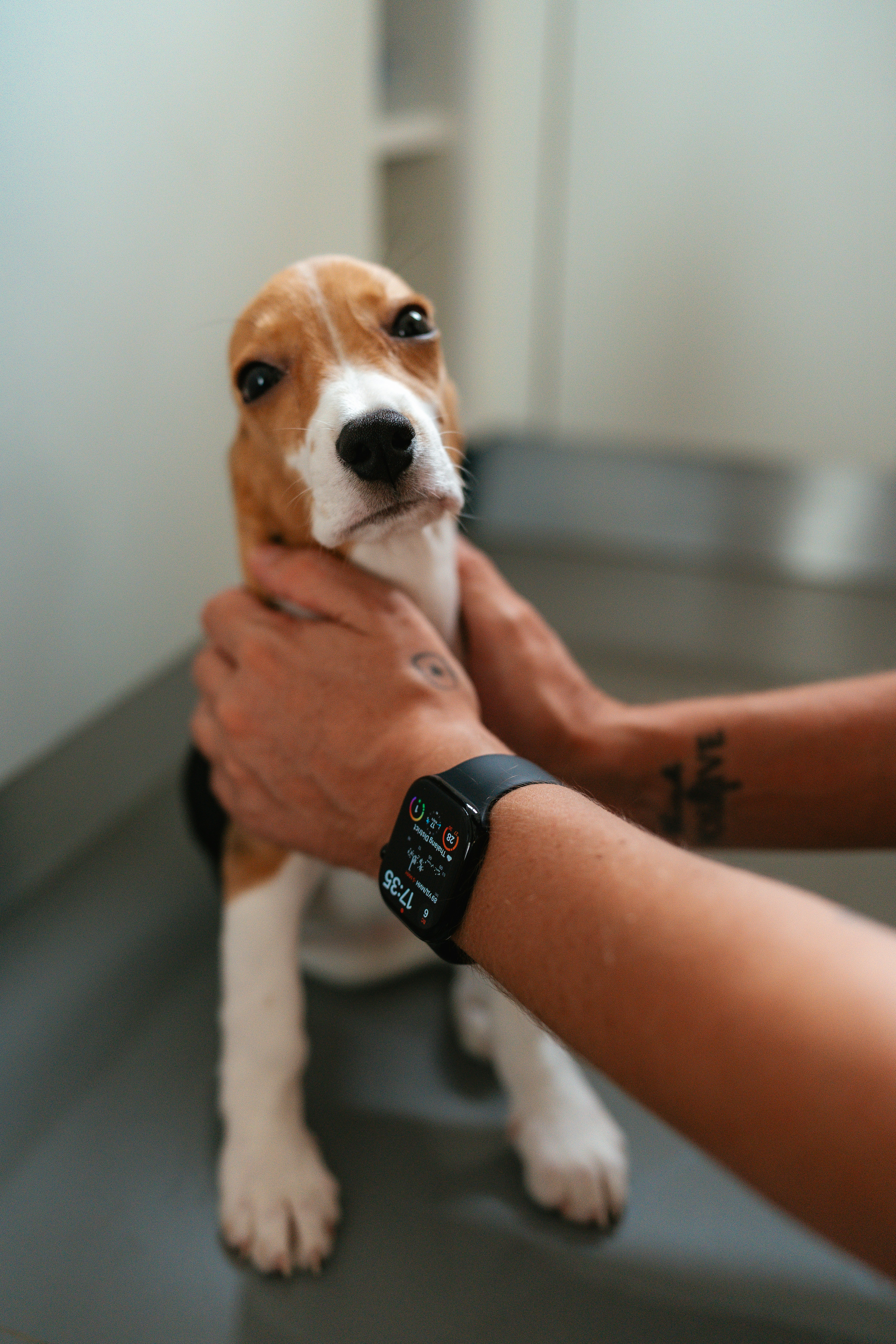 A person holds a beagle puppy's head.