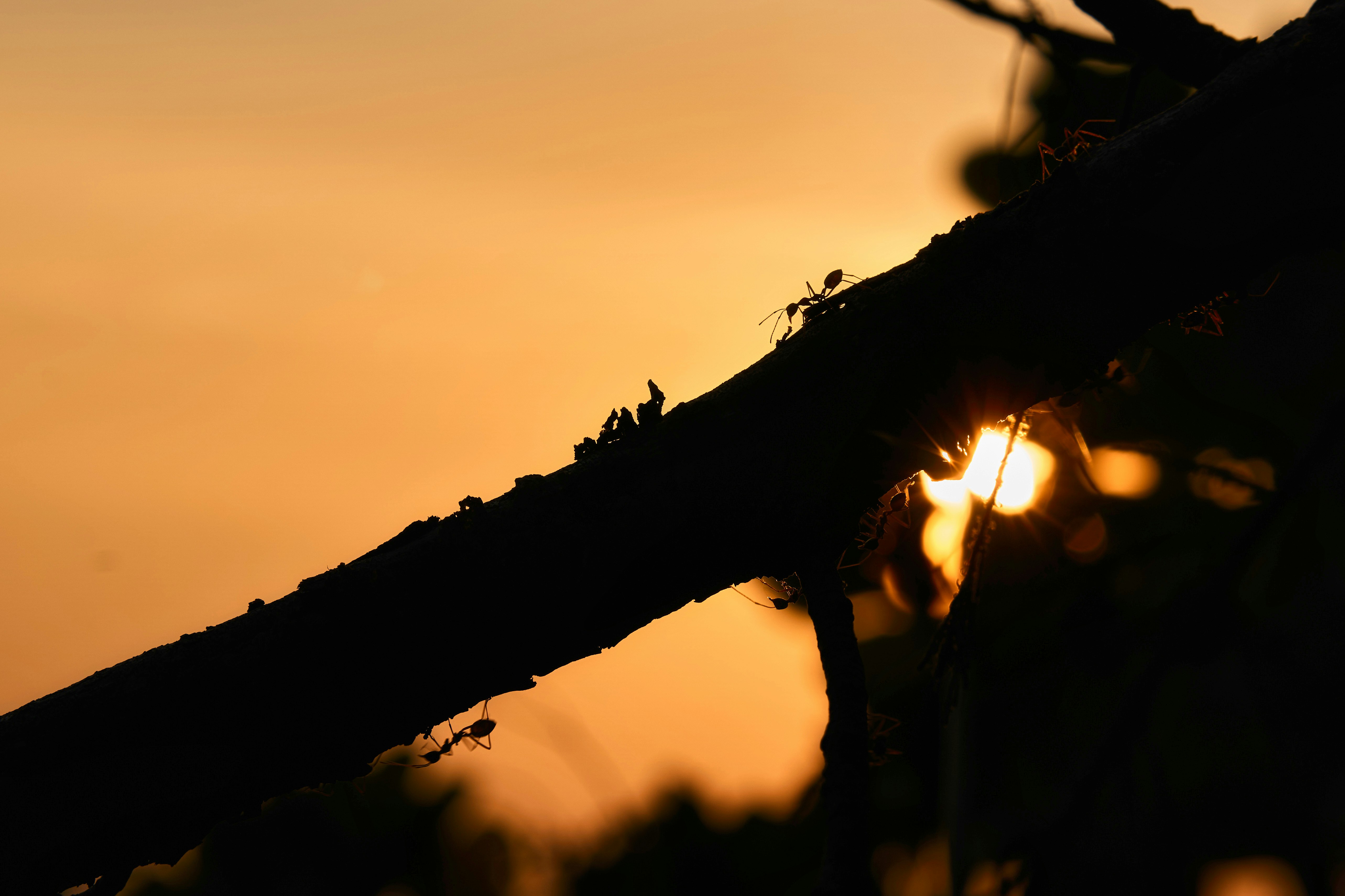 Silhouettenierte Ameisen kriechen bei Sonnenuntergang auf einem Ast.