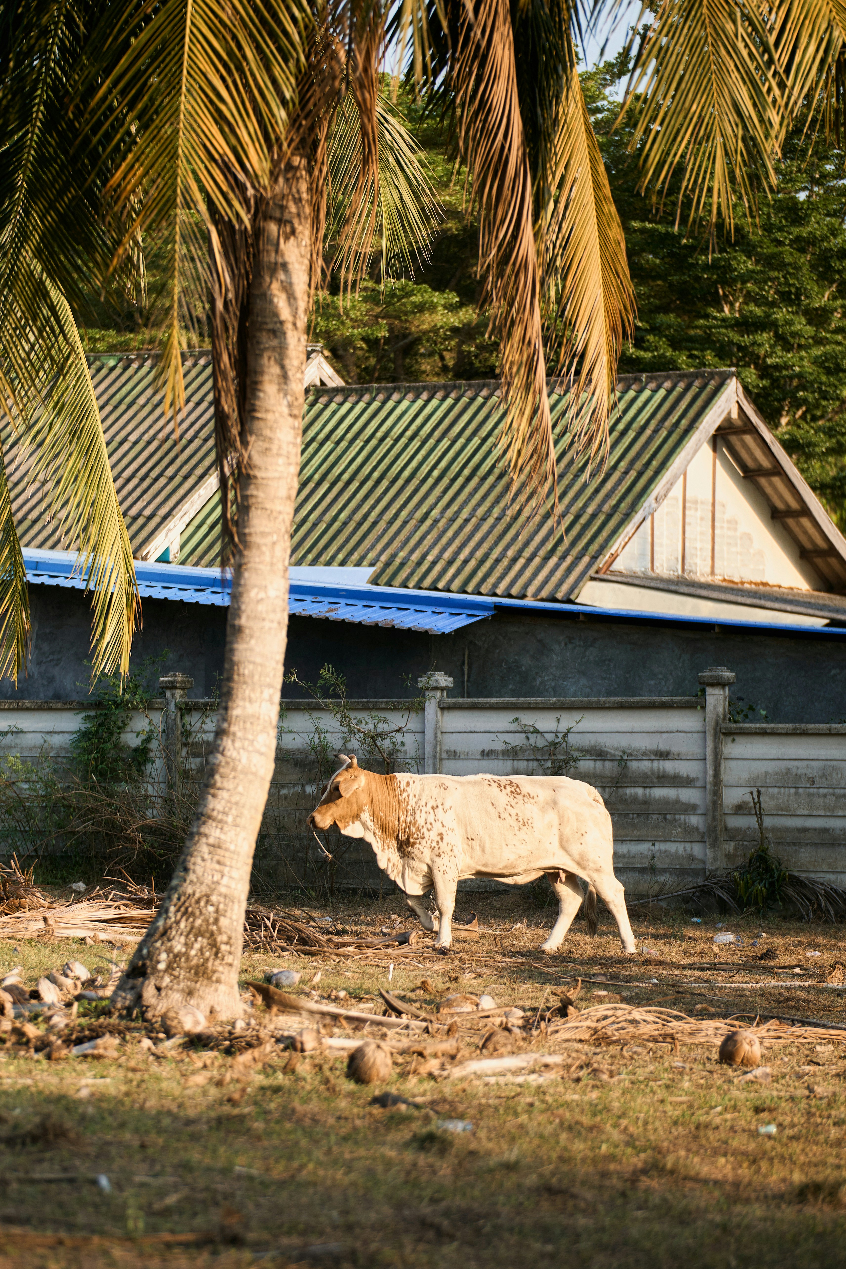 Eine Kuh steht in der Nähe einer Palme und eines Hauses.