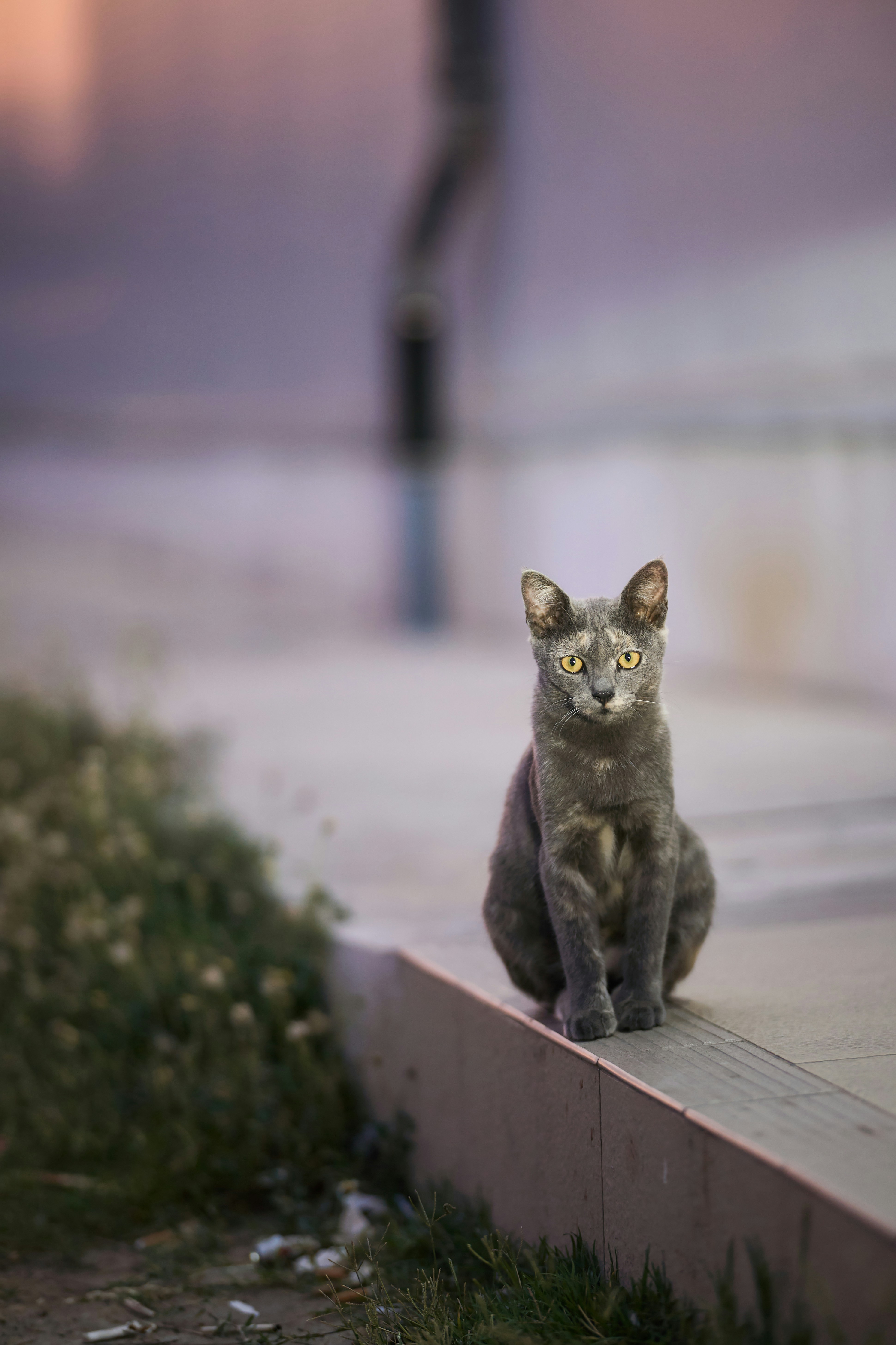 Eine Schildpattkatze sitzt draußen auf einem Vorsprung.