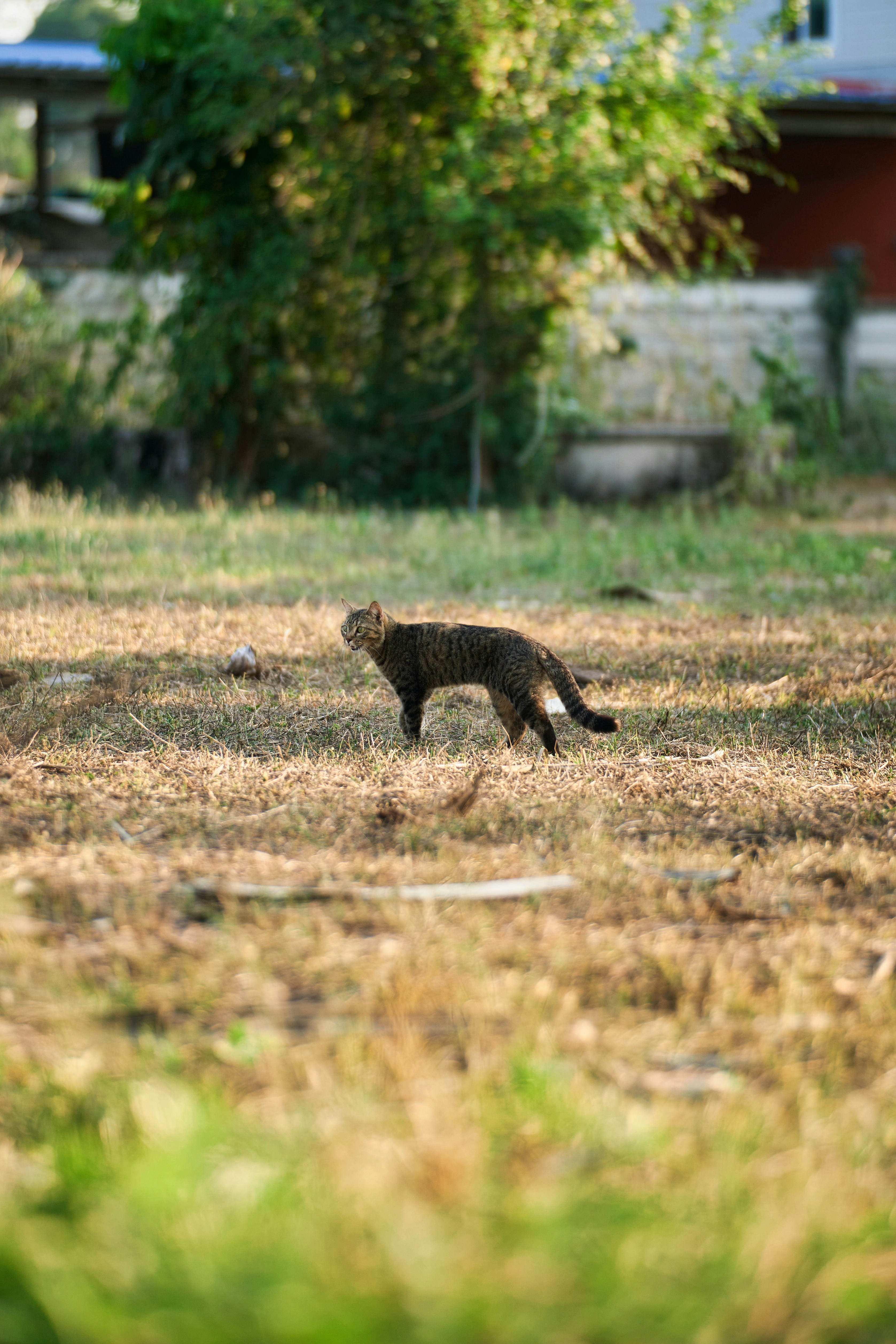 Eine getigerte Katze läuft über ein trockenes, grasbewachsenes Feld.