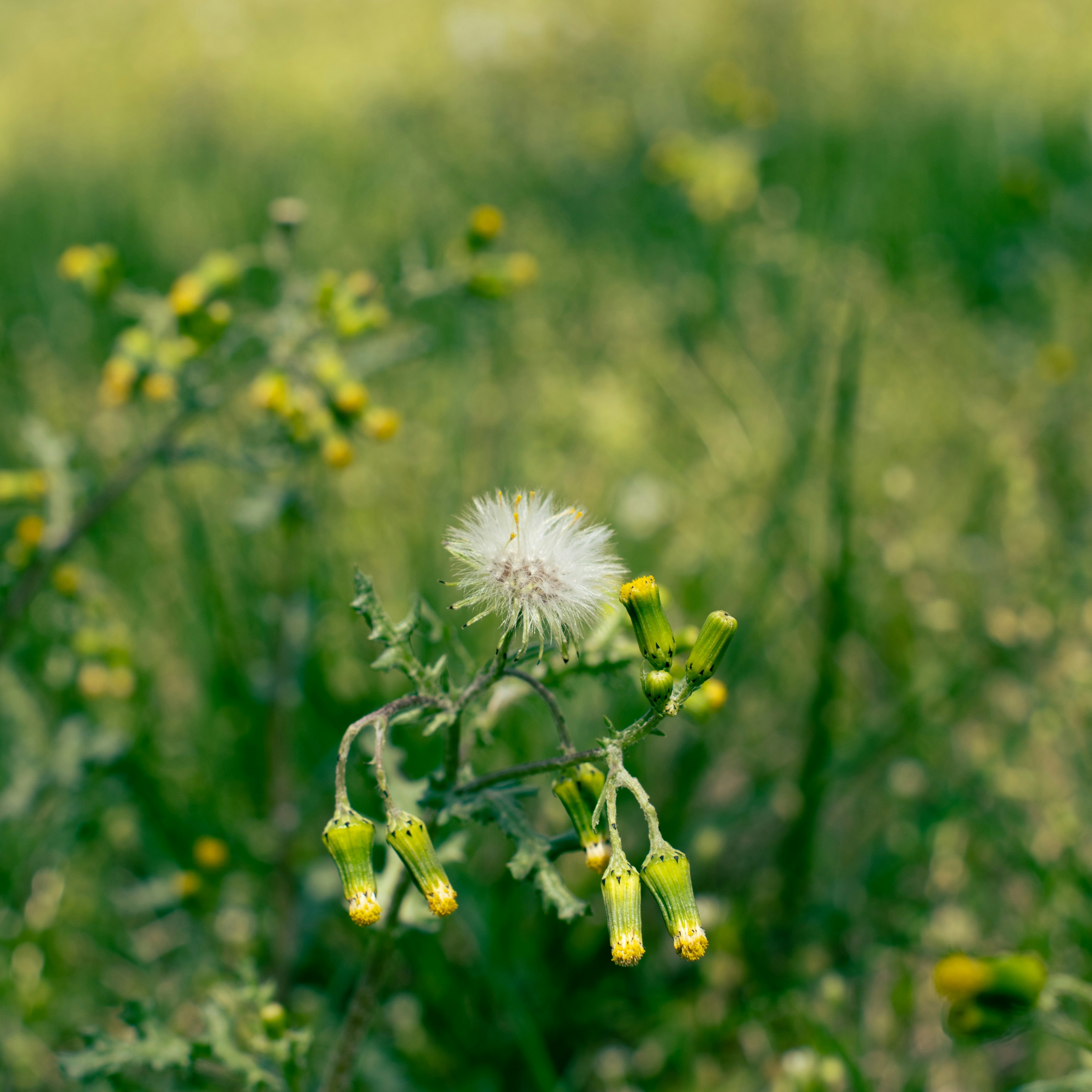 Photo by superfluousfacsimile