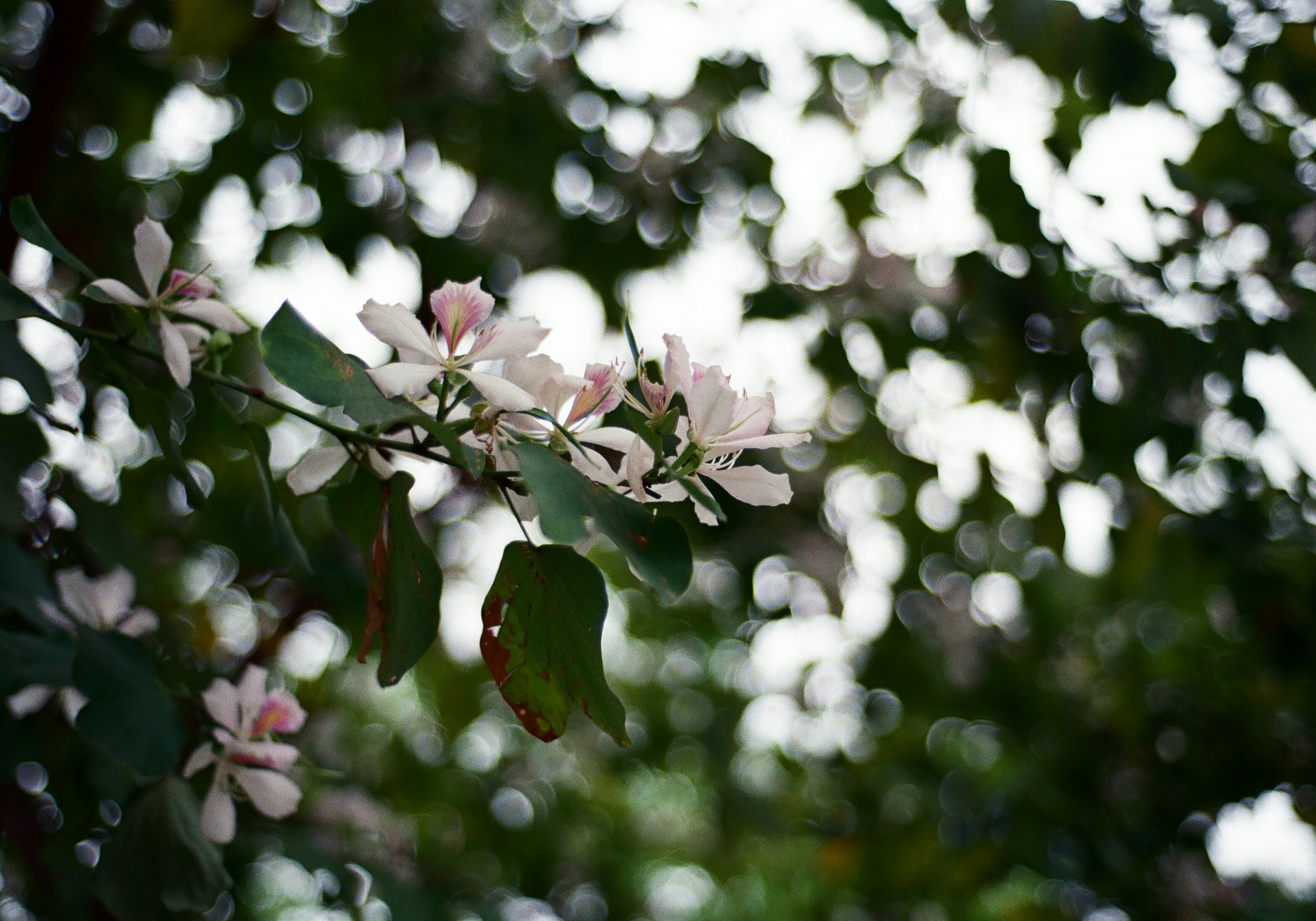 Photo by tuaans_