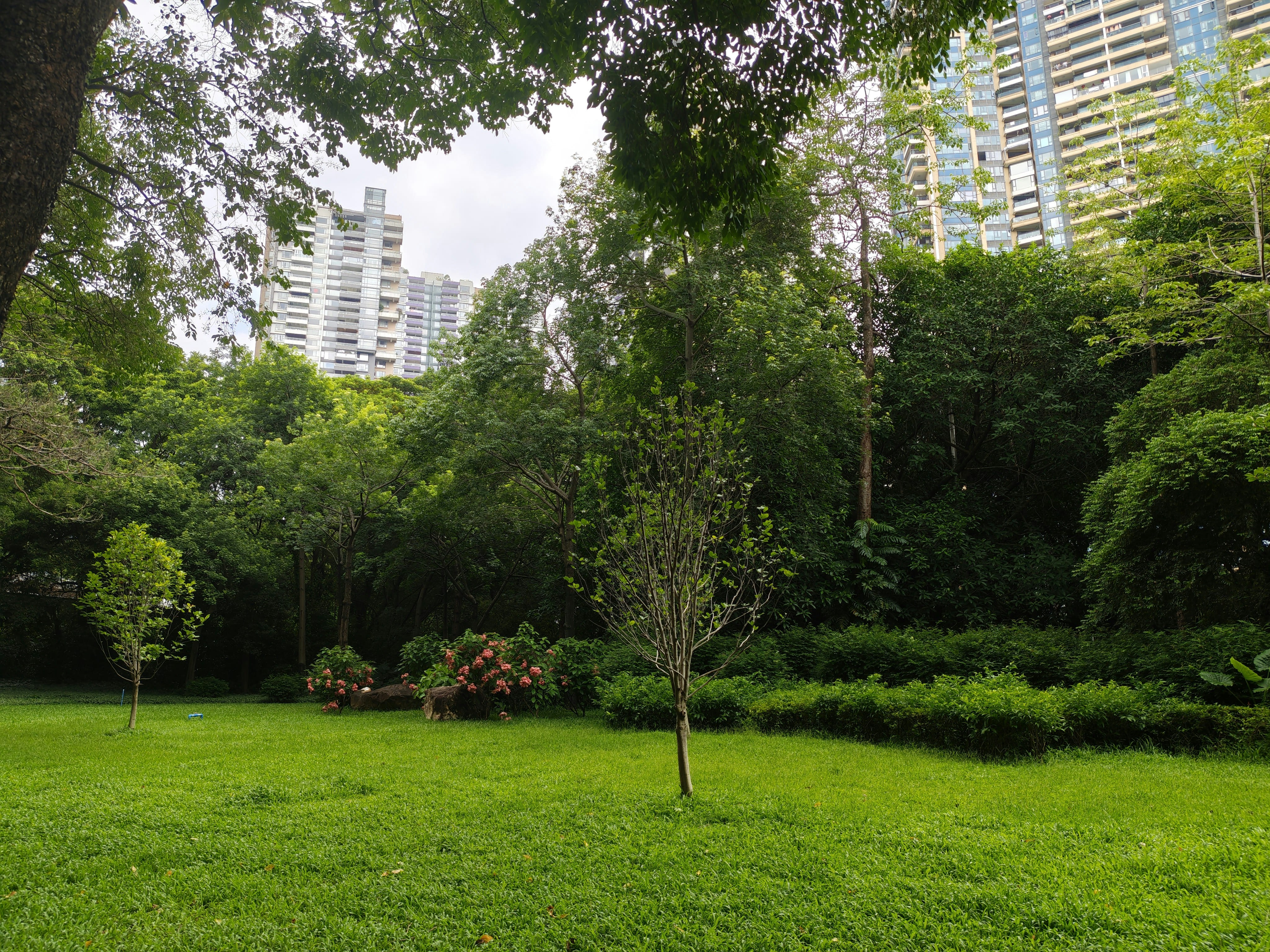 Lush green park with trees and buildings in background.