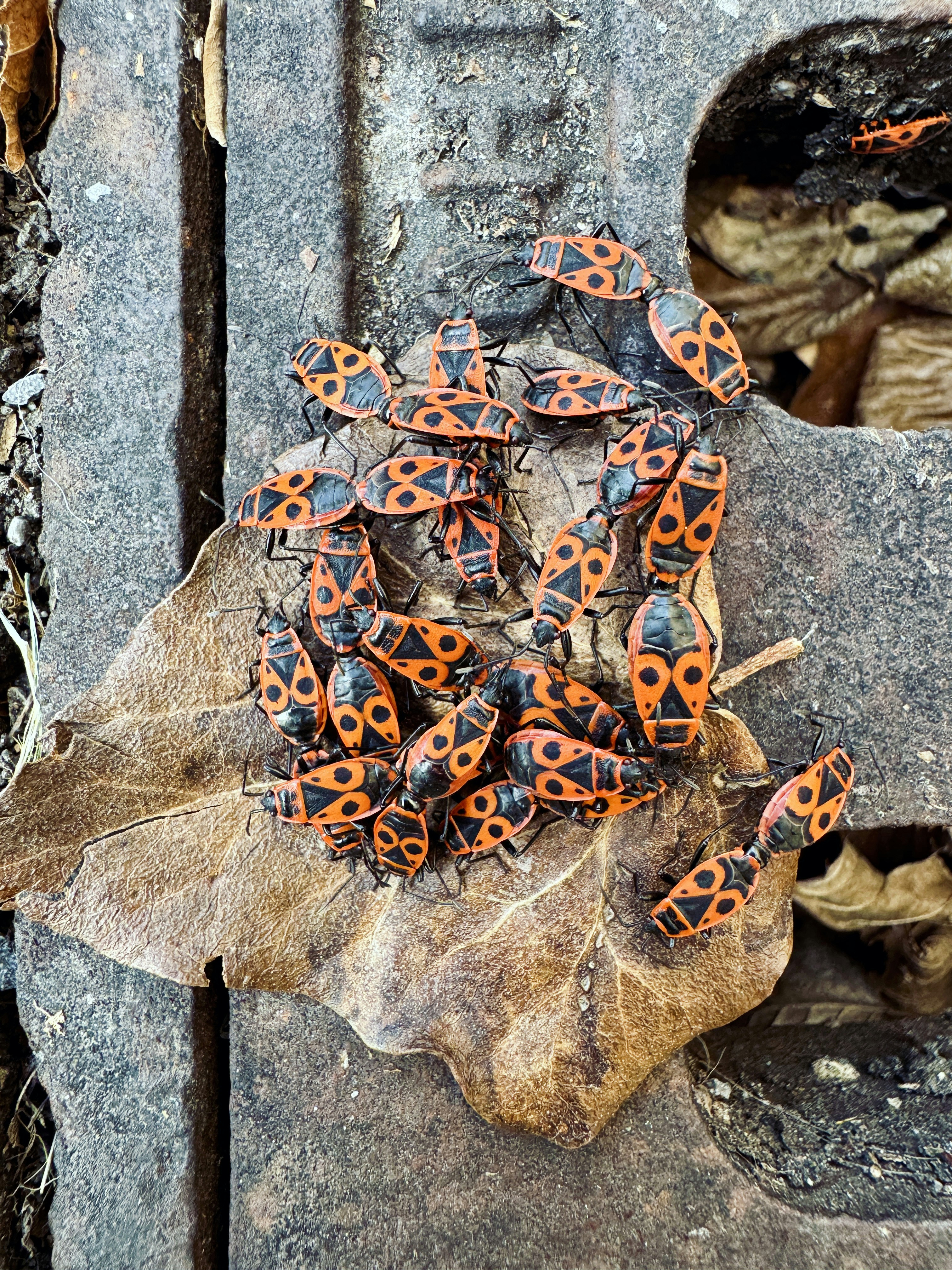 A cluster of red and black bugs on a leaf.