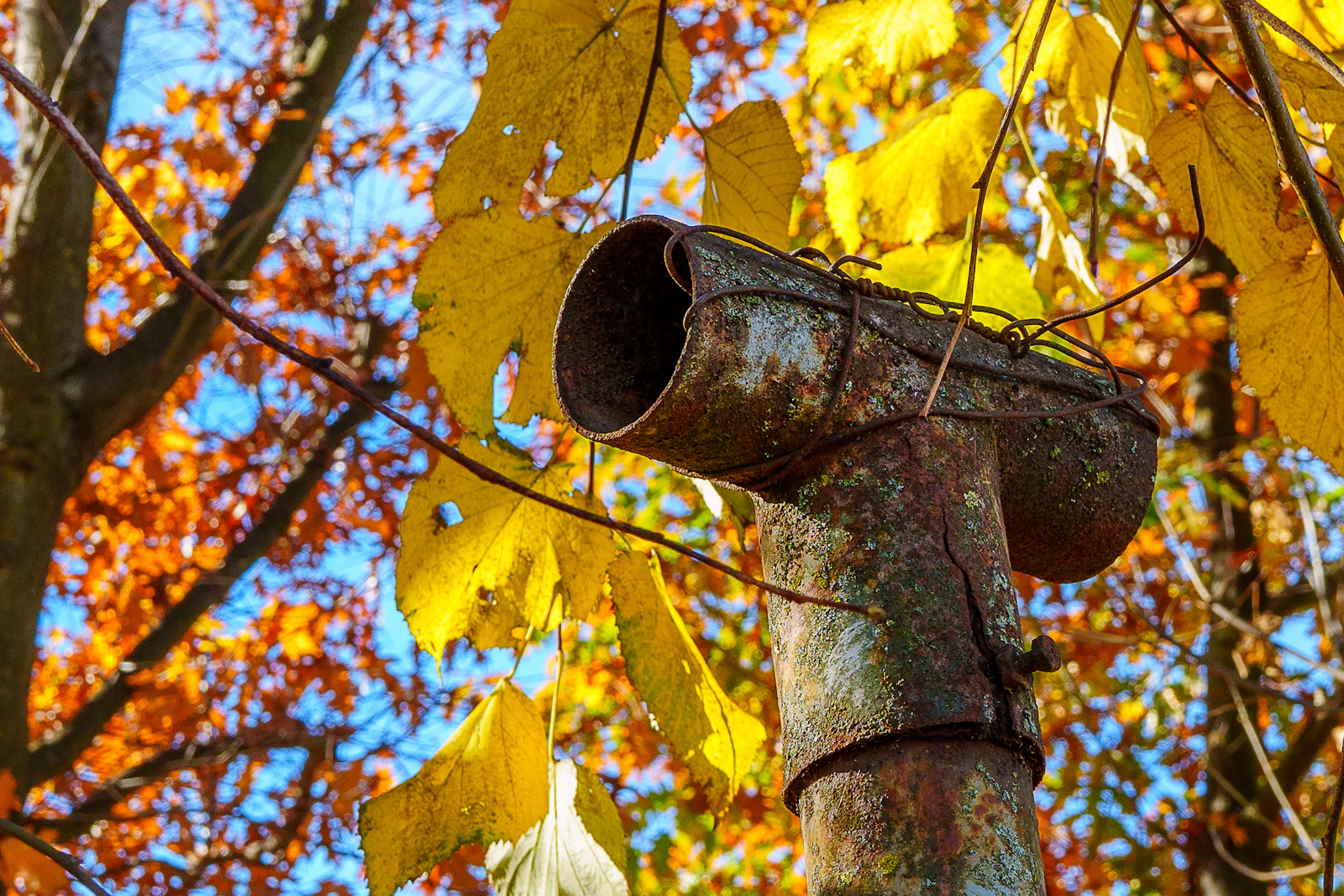 Downspout with autumn leaves behind it