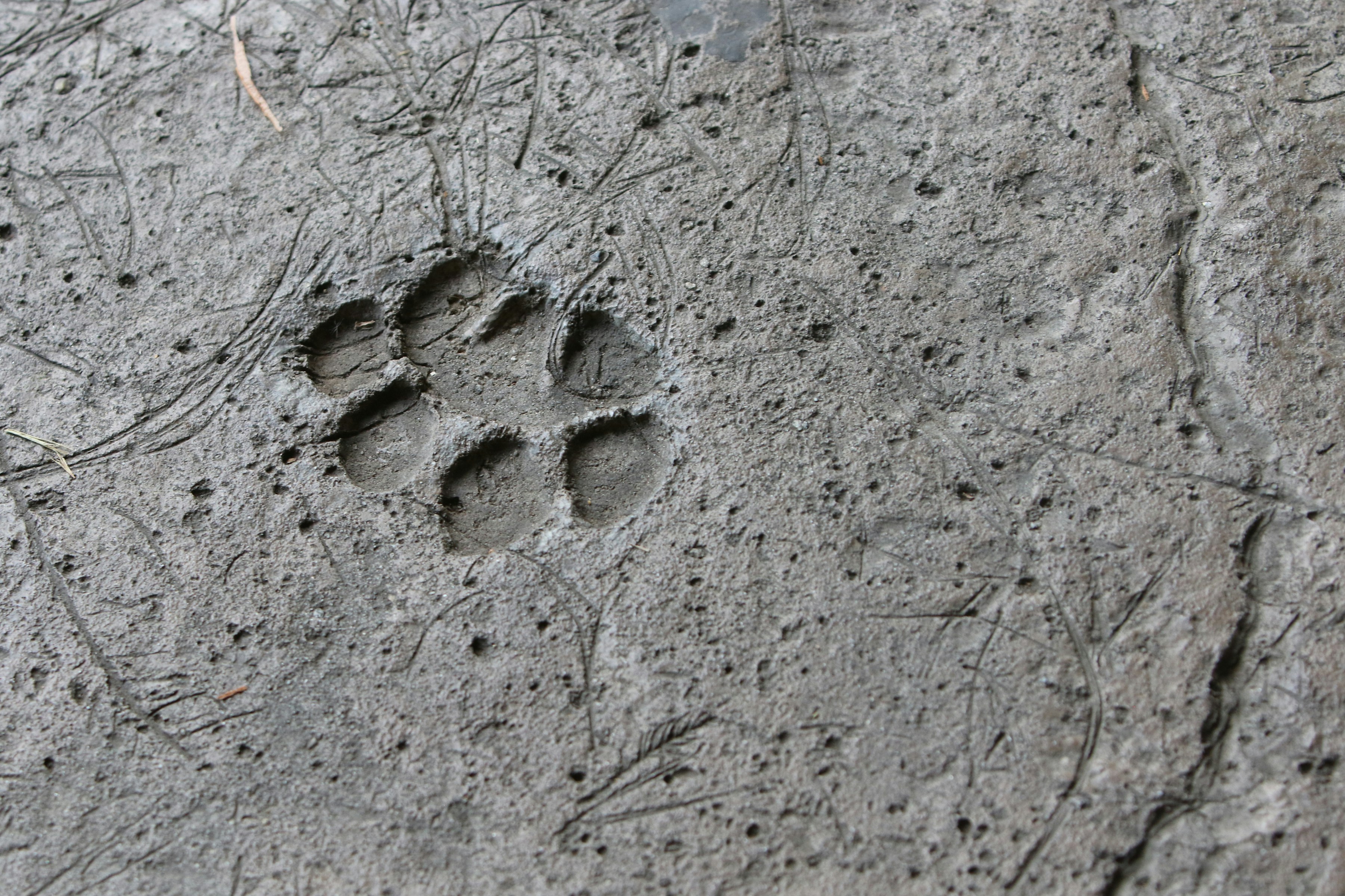 Impronta di zampa di animale impressa nel fango bagnato