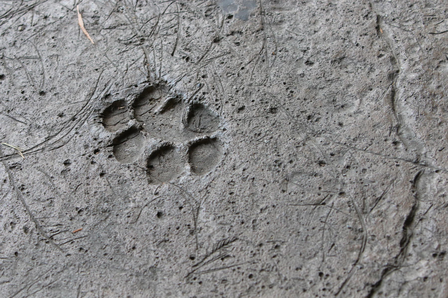A single four-toed paw print pressed into smooth wet mud