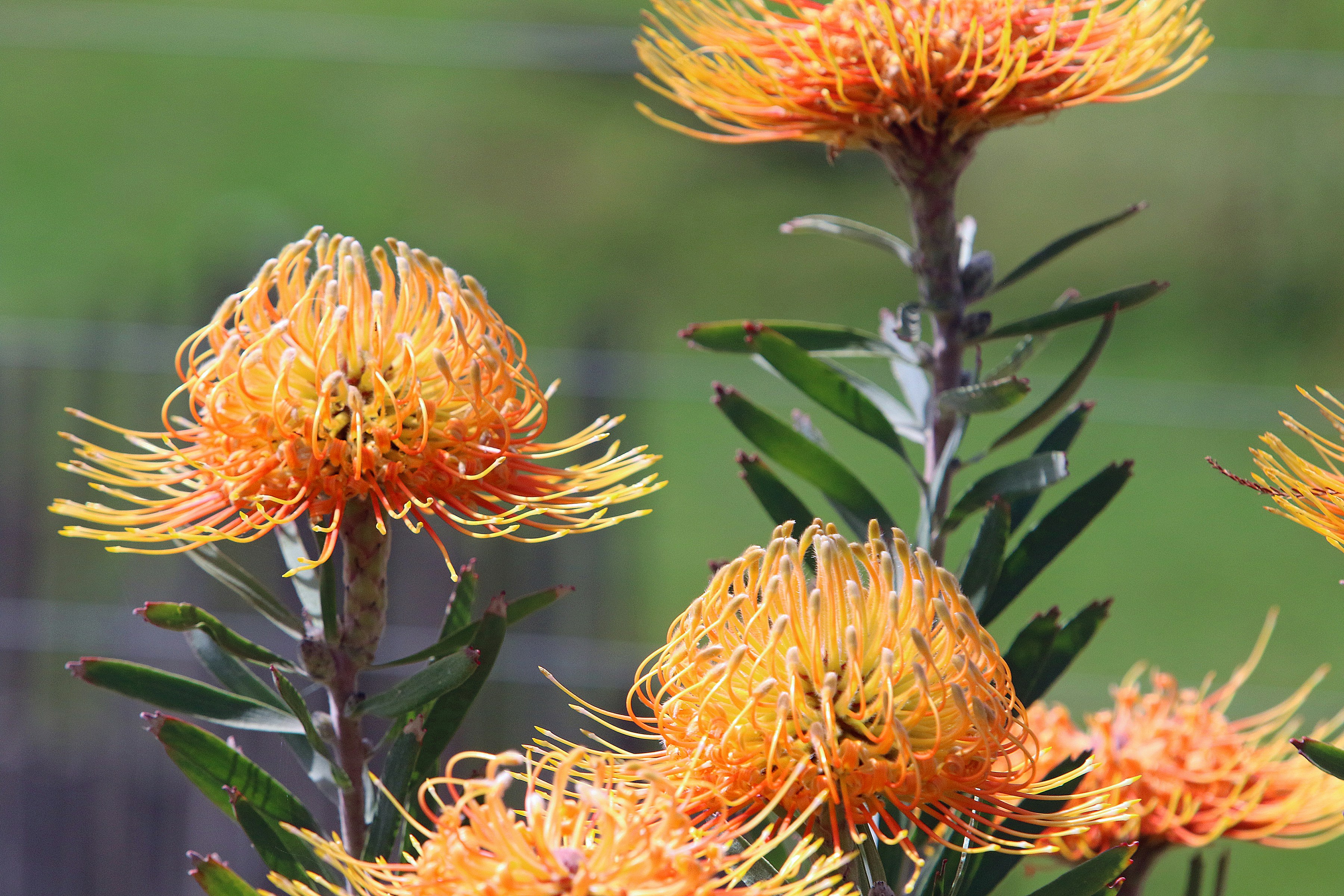 Primo piano di fiori protea arancioni e arancioni brillanti