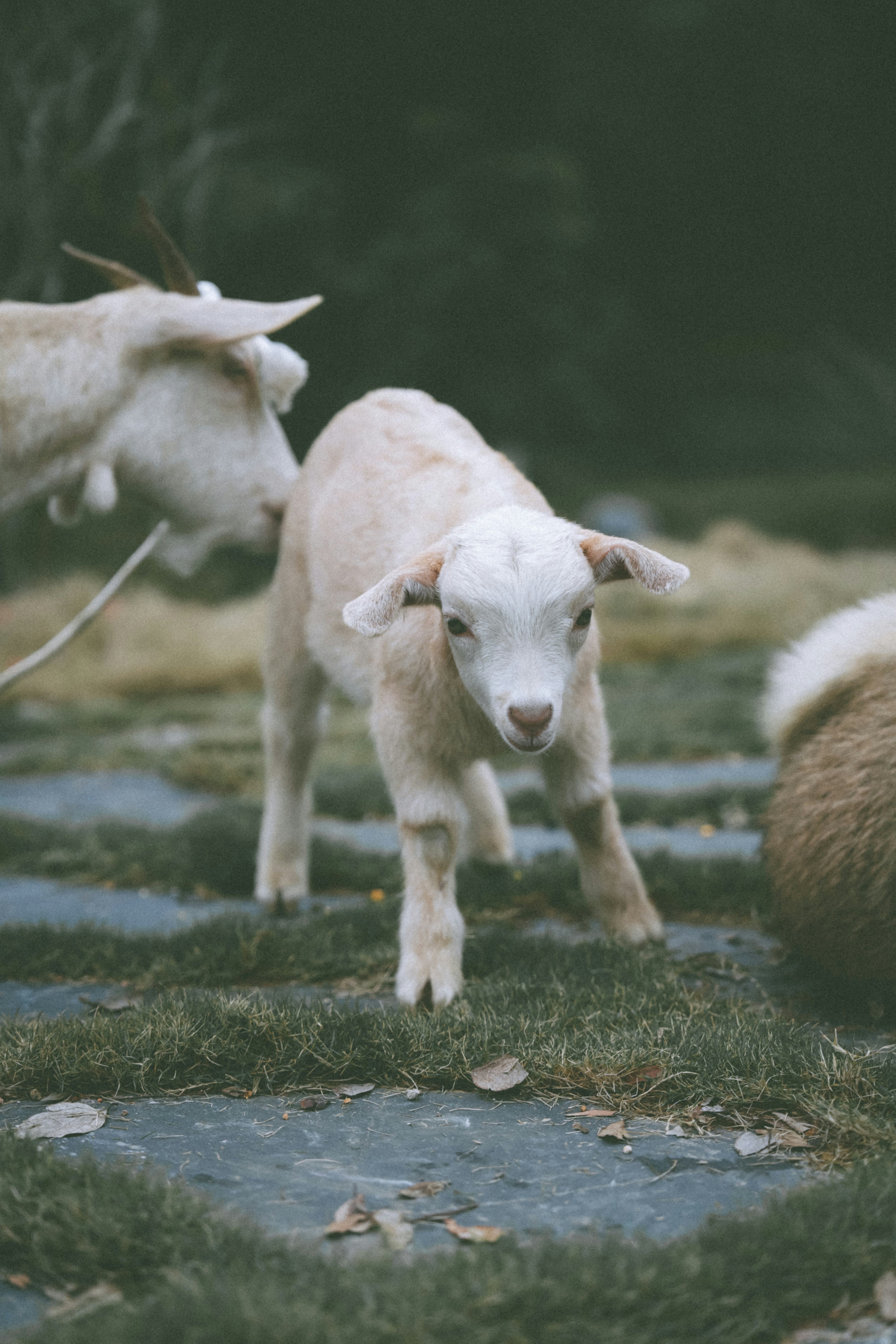 Una giovane capra è in piedi sull'erba con un'altra capra dietro.