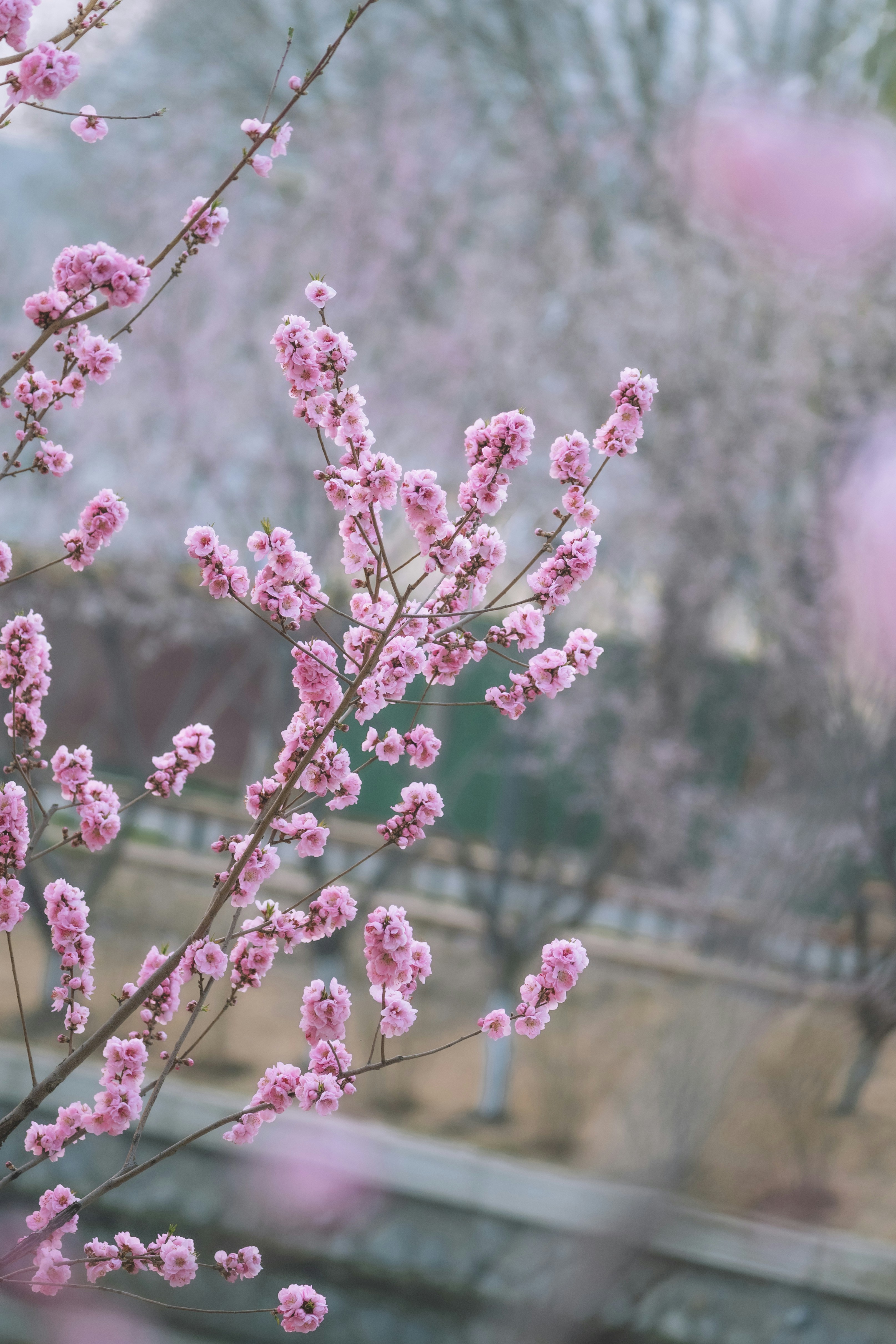 Delicados cerezos rosados florecen en una rama de árbol.