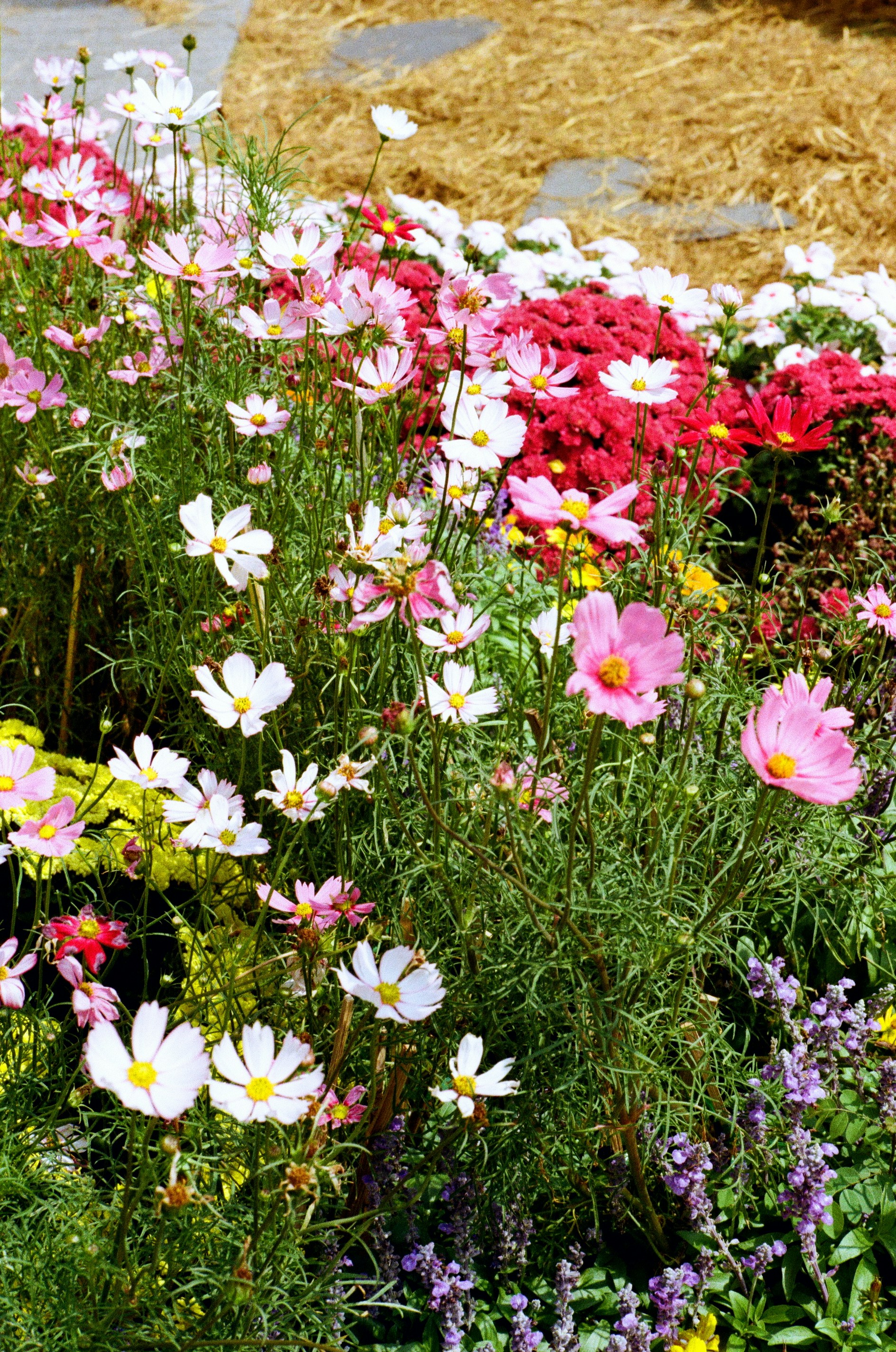 A vibrant garden filled with pink and white cosmos flowers.