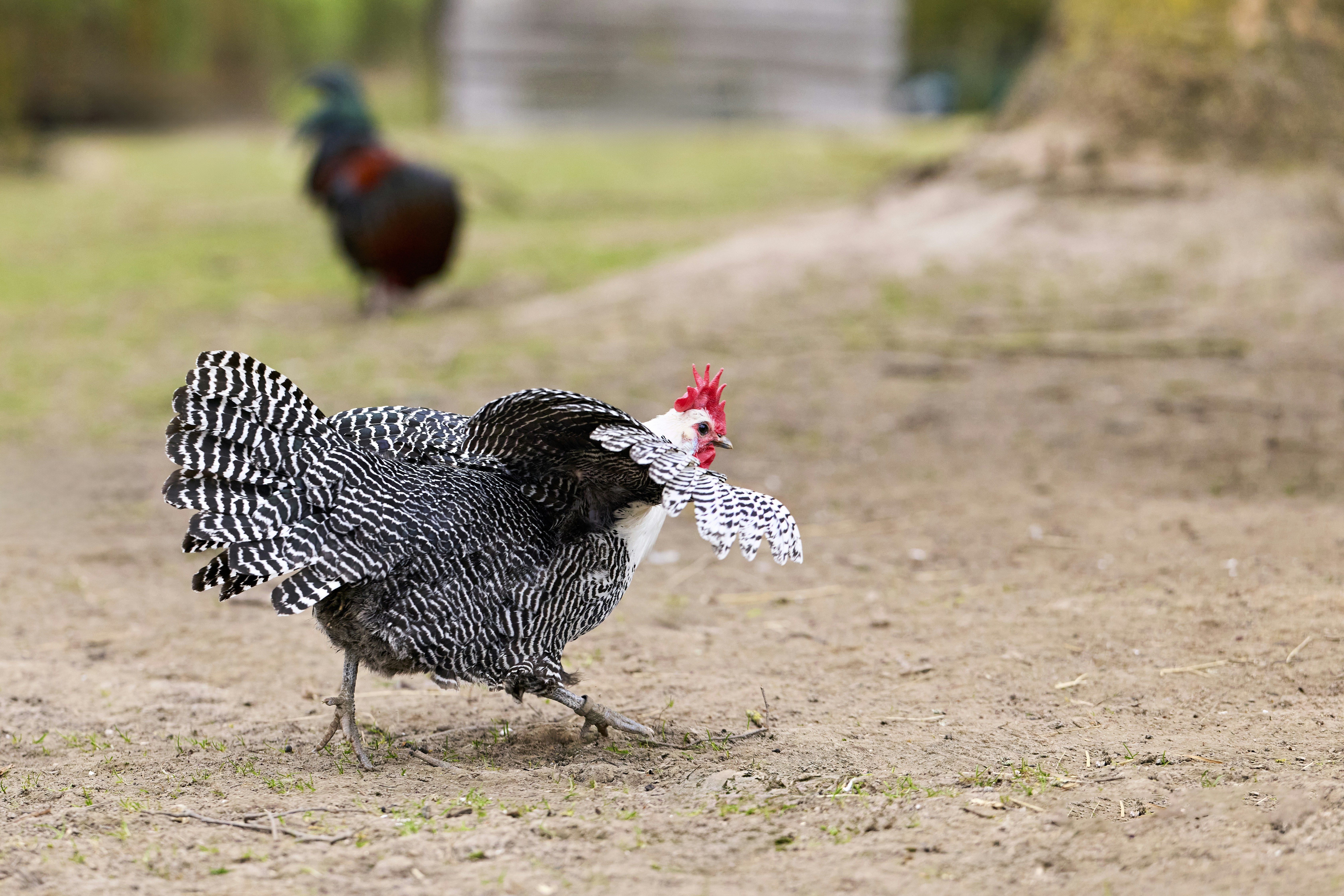 A barred rock chicken walks on dirt ground