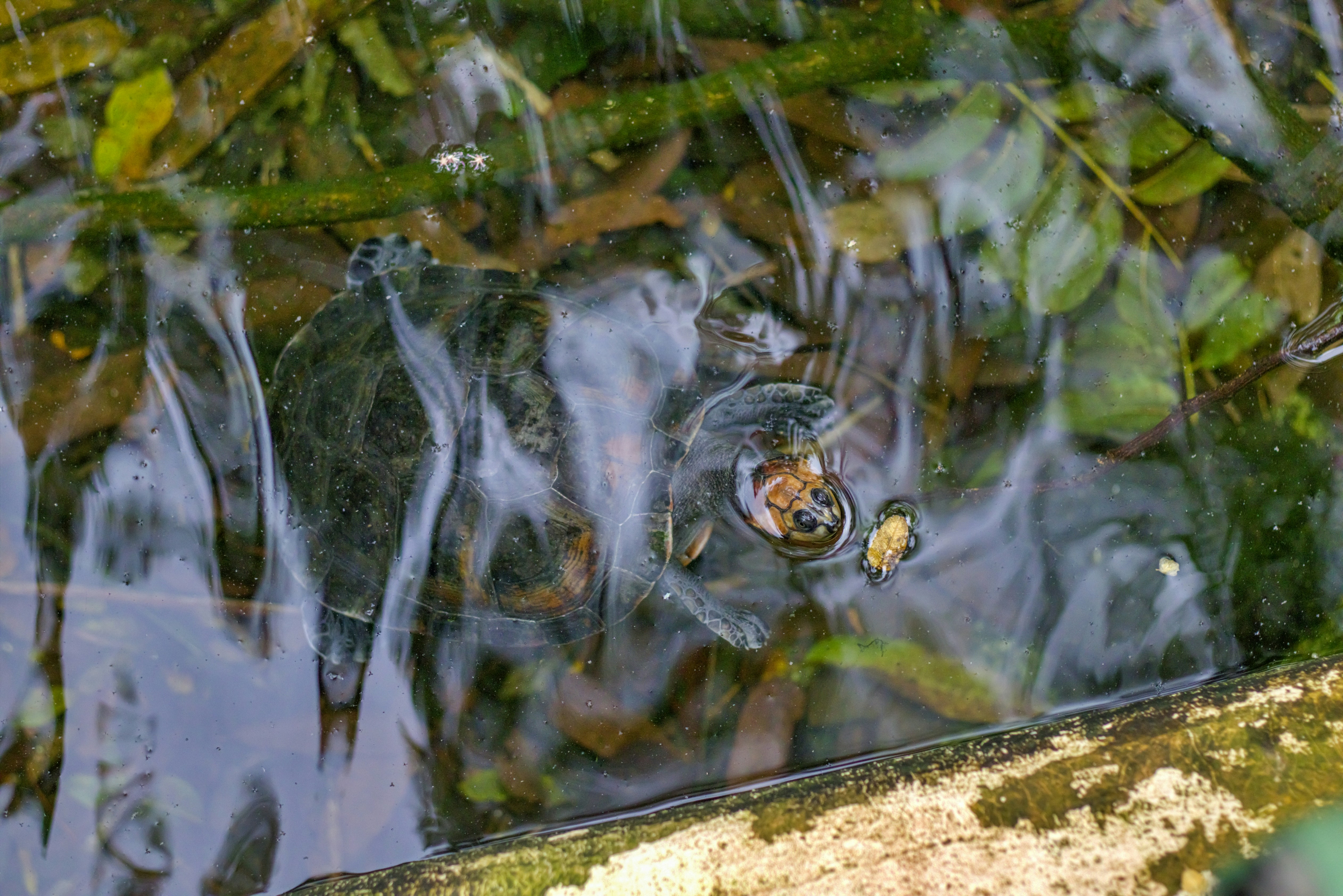 Photo by italoguimas