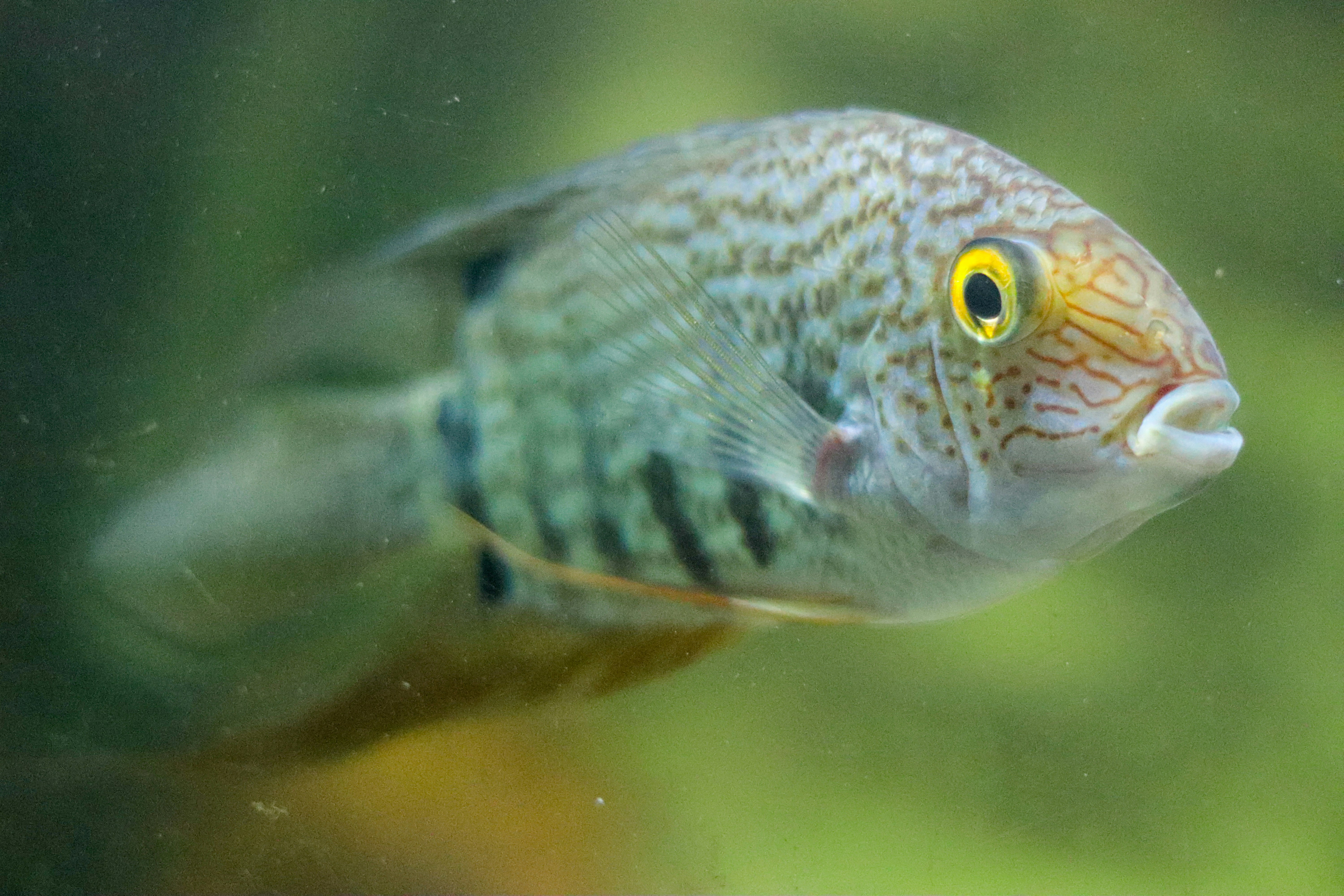 Close-up ikan kecil dengan mata kuning.