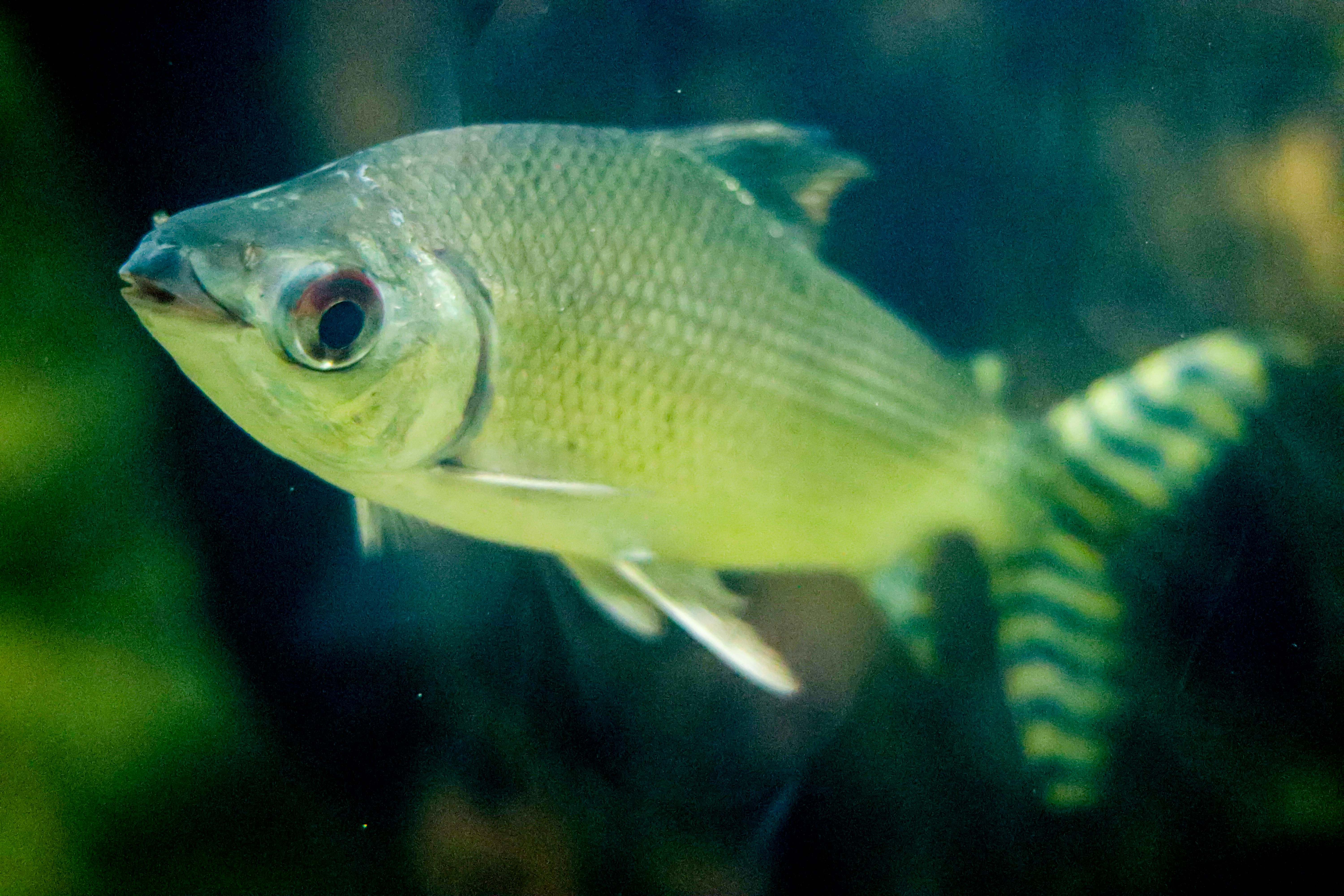 Photo by italoguimas