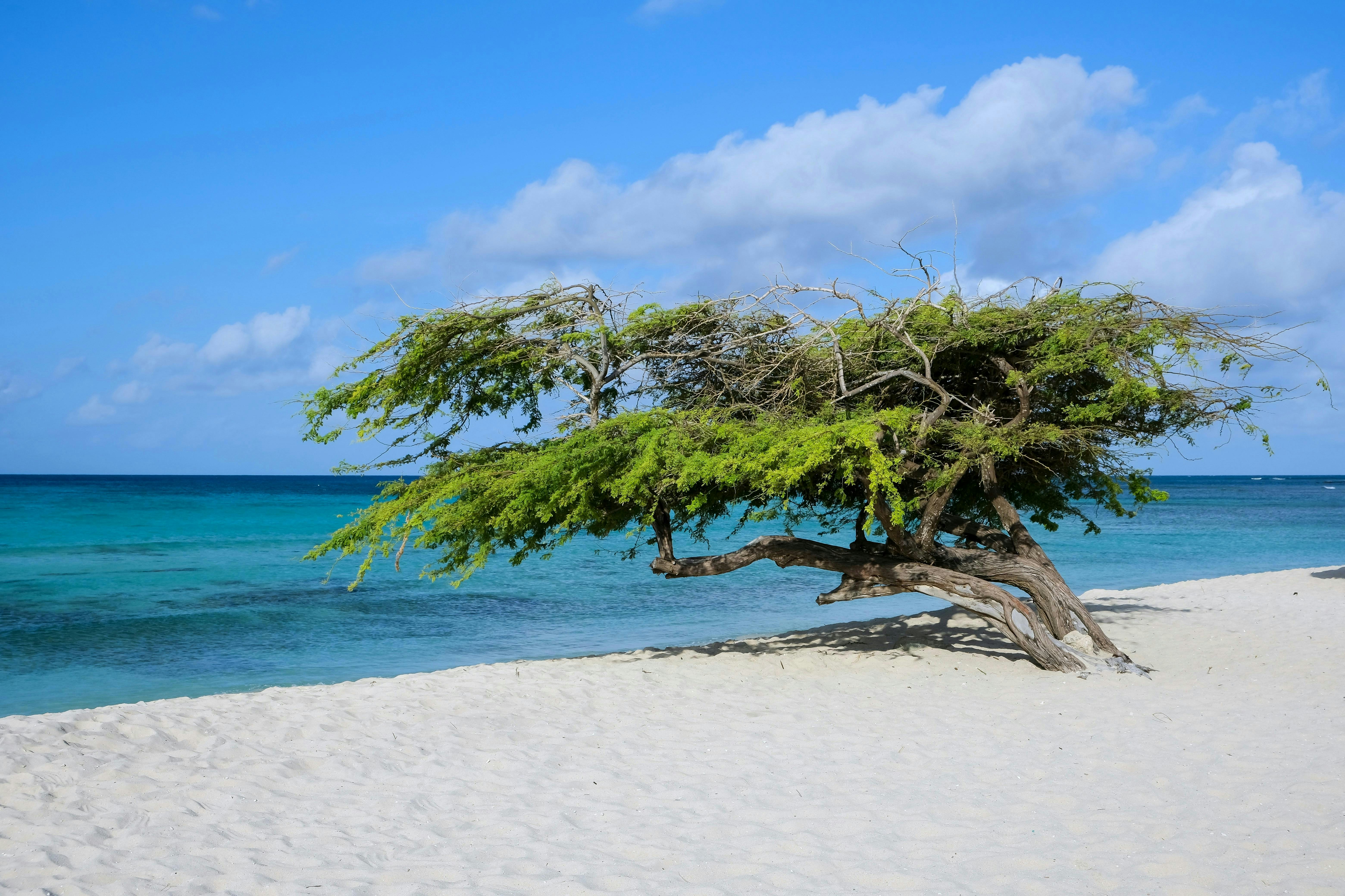 A lone divi-divi tree on a white sandy beach.