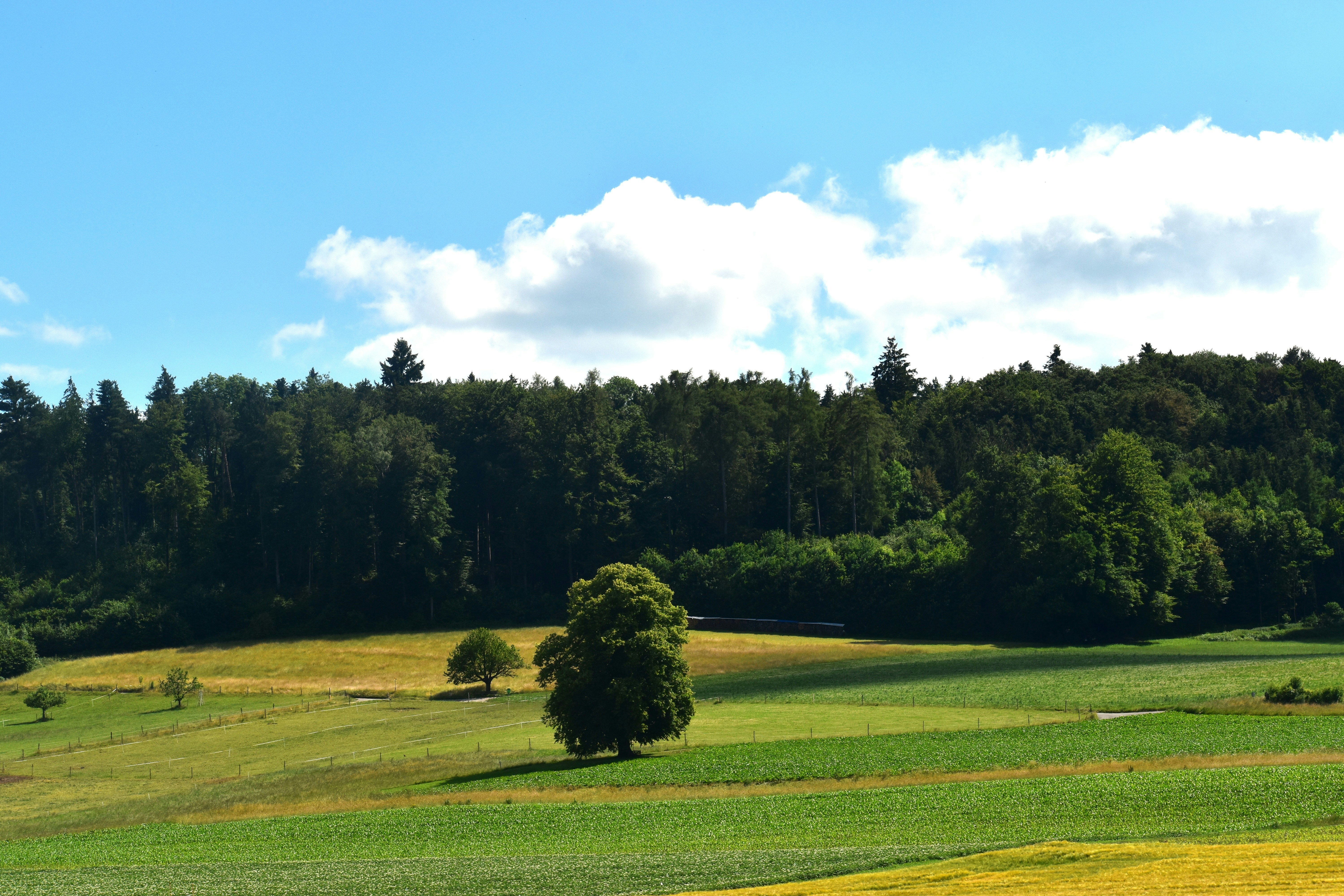 Photo by danielelarosa