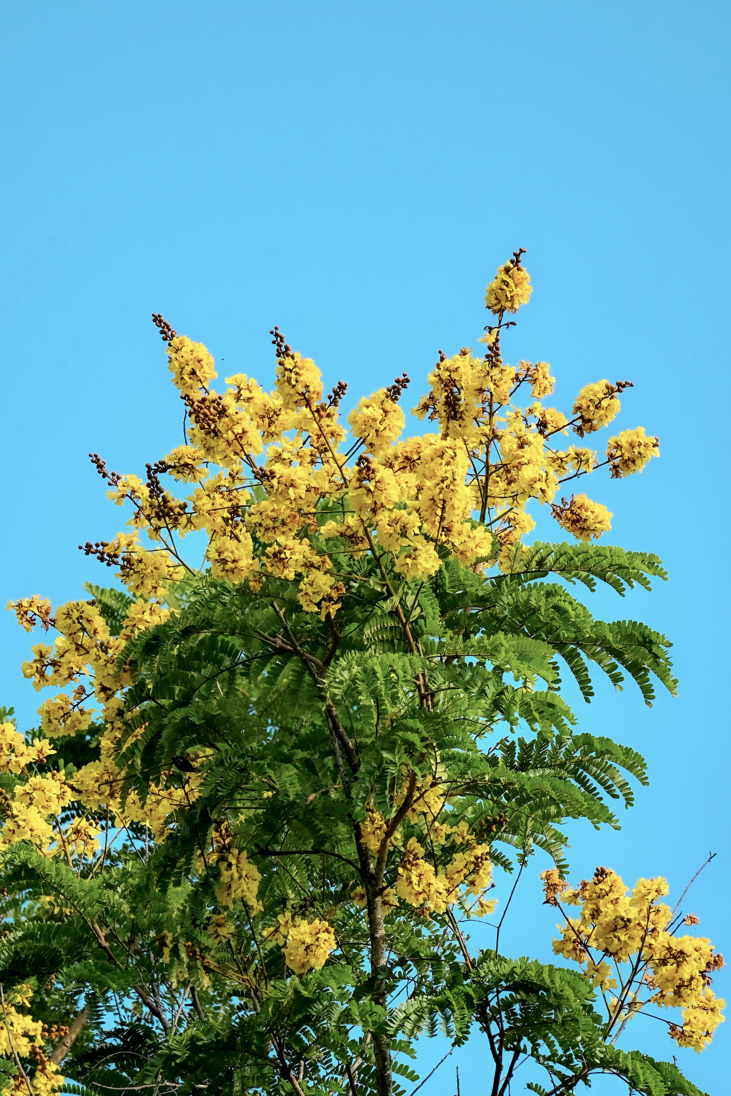 A tree with yellow flowers against a blue sky