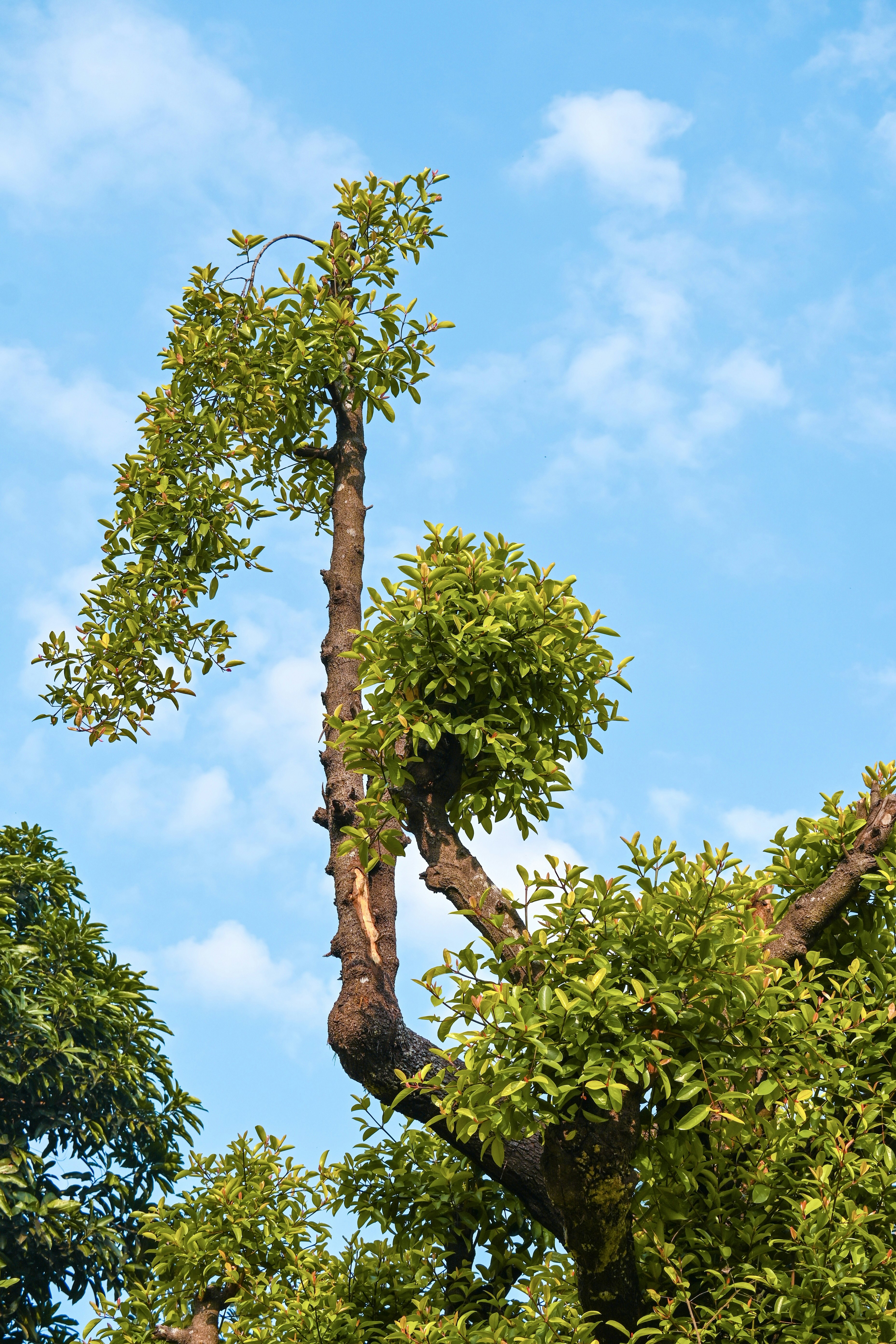 Green tree branches against a blue sky