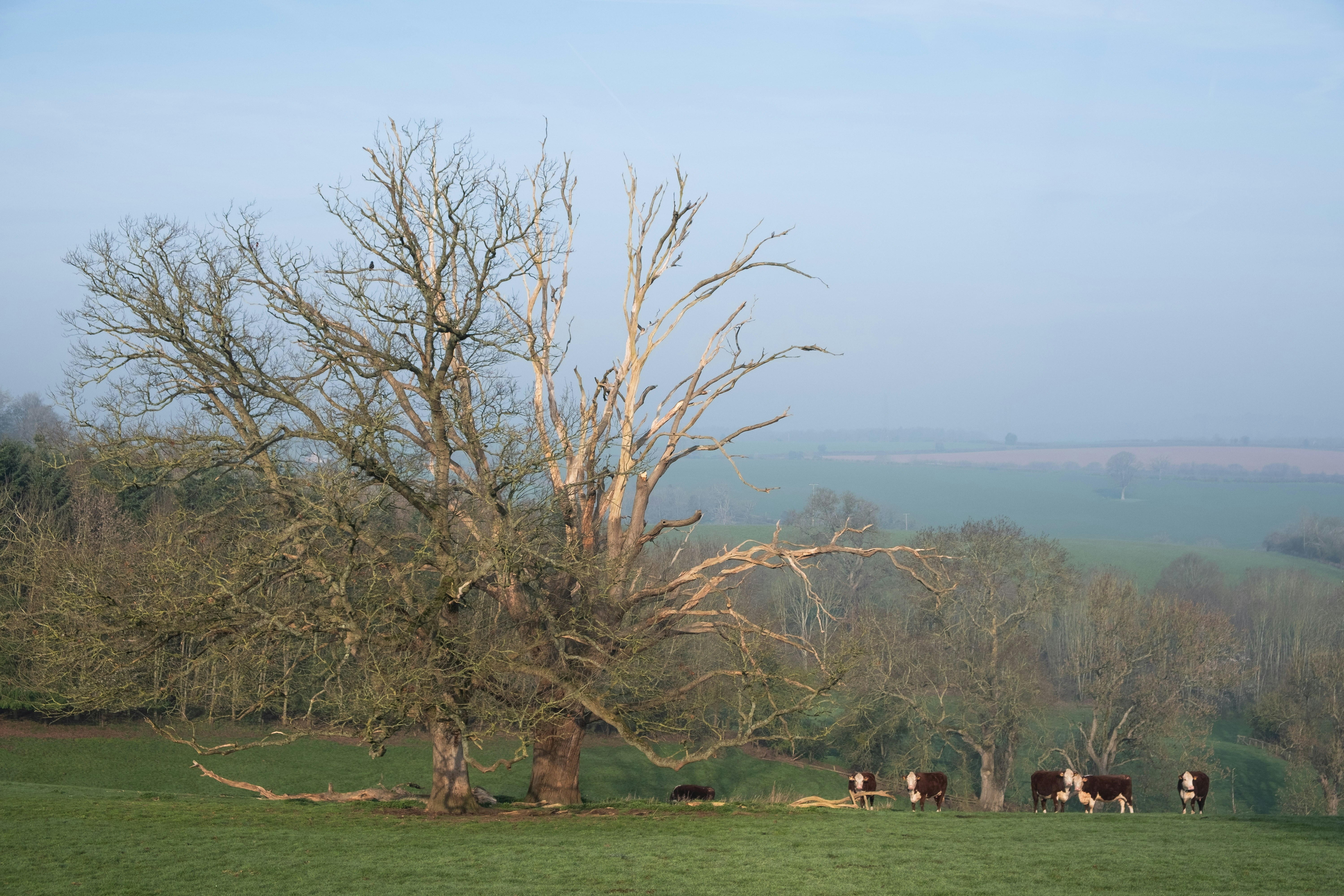 King George V Playing Fields