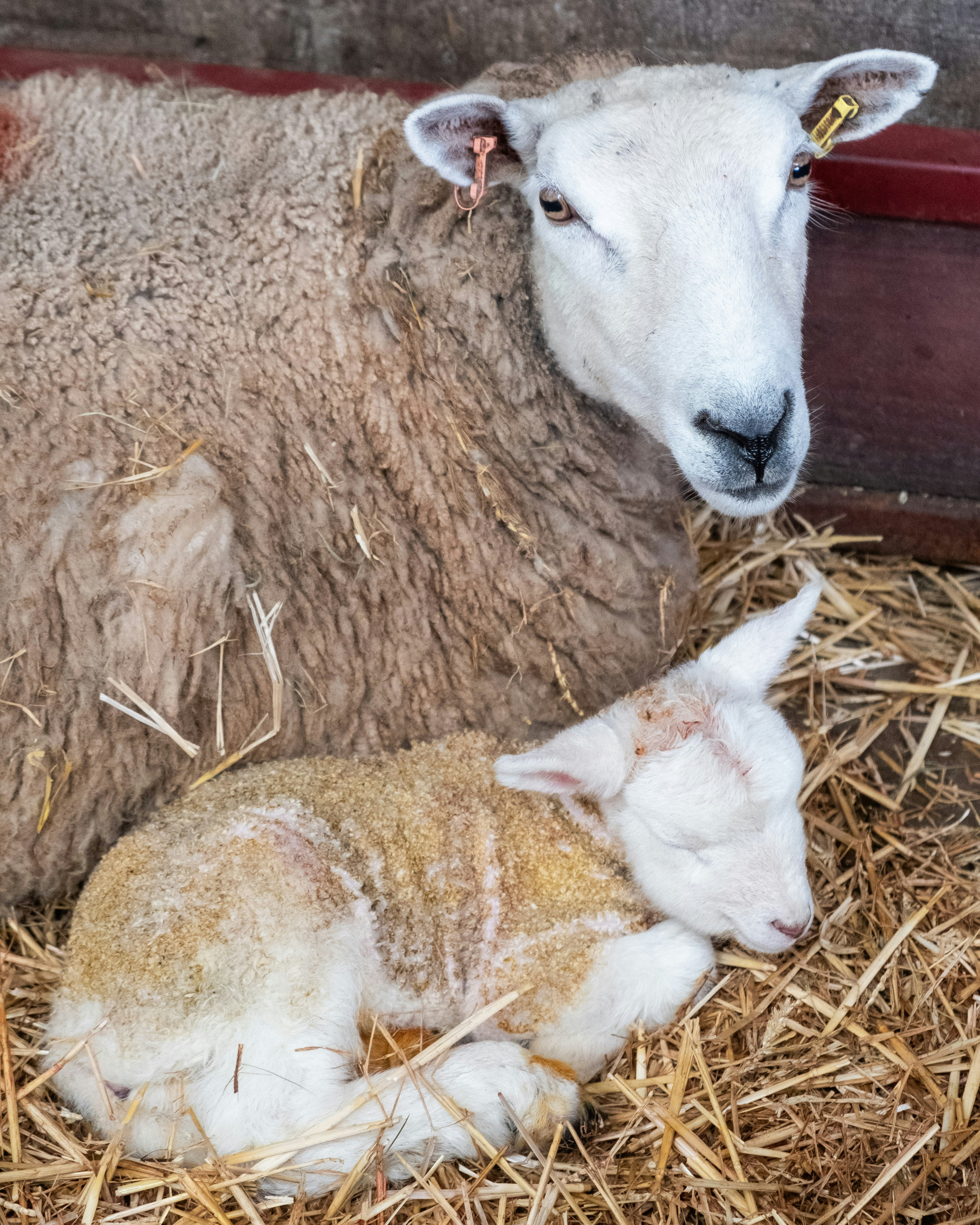 Una pecora madre riposa con il suo agnello neonato su paglia.