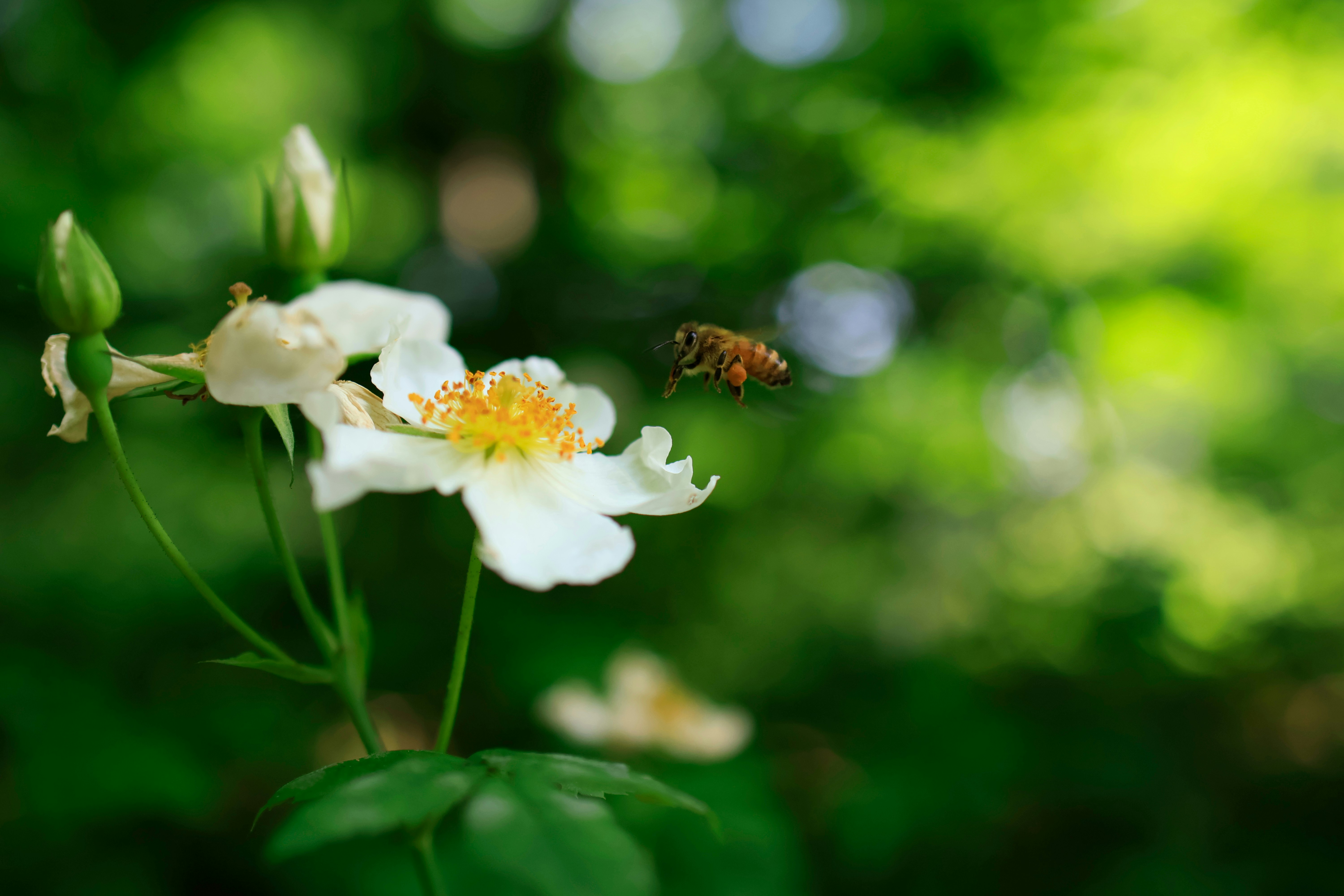 Photo by hofykz