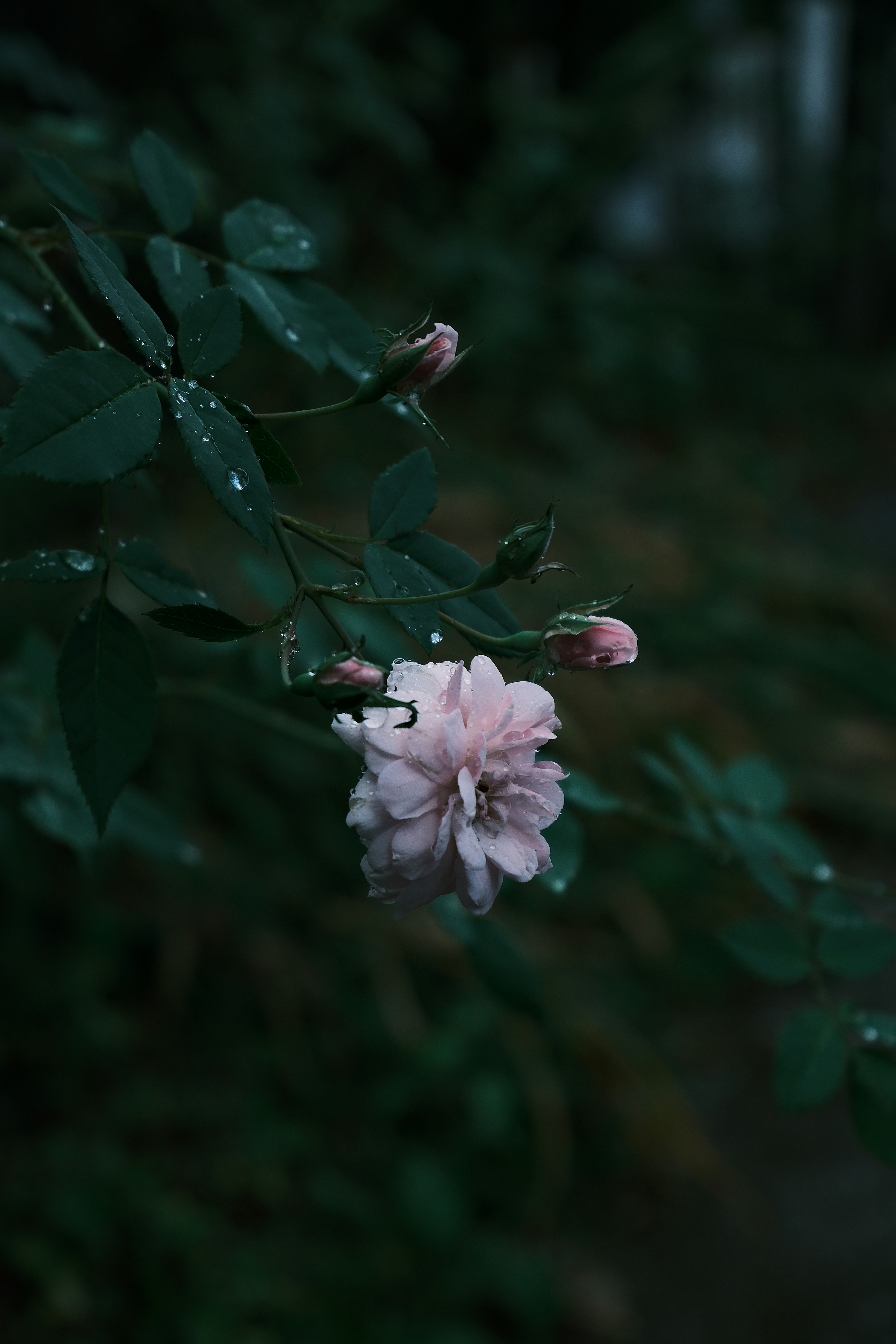 Photo by allensamthomas