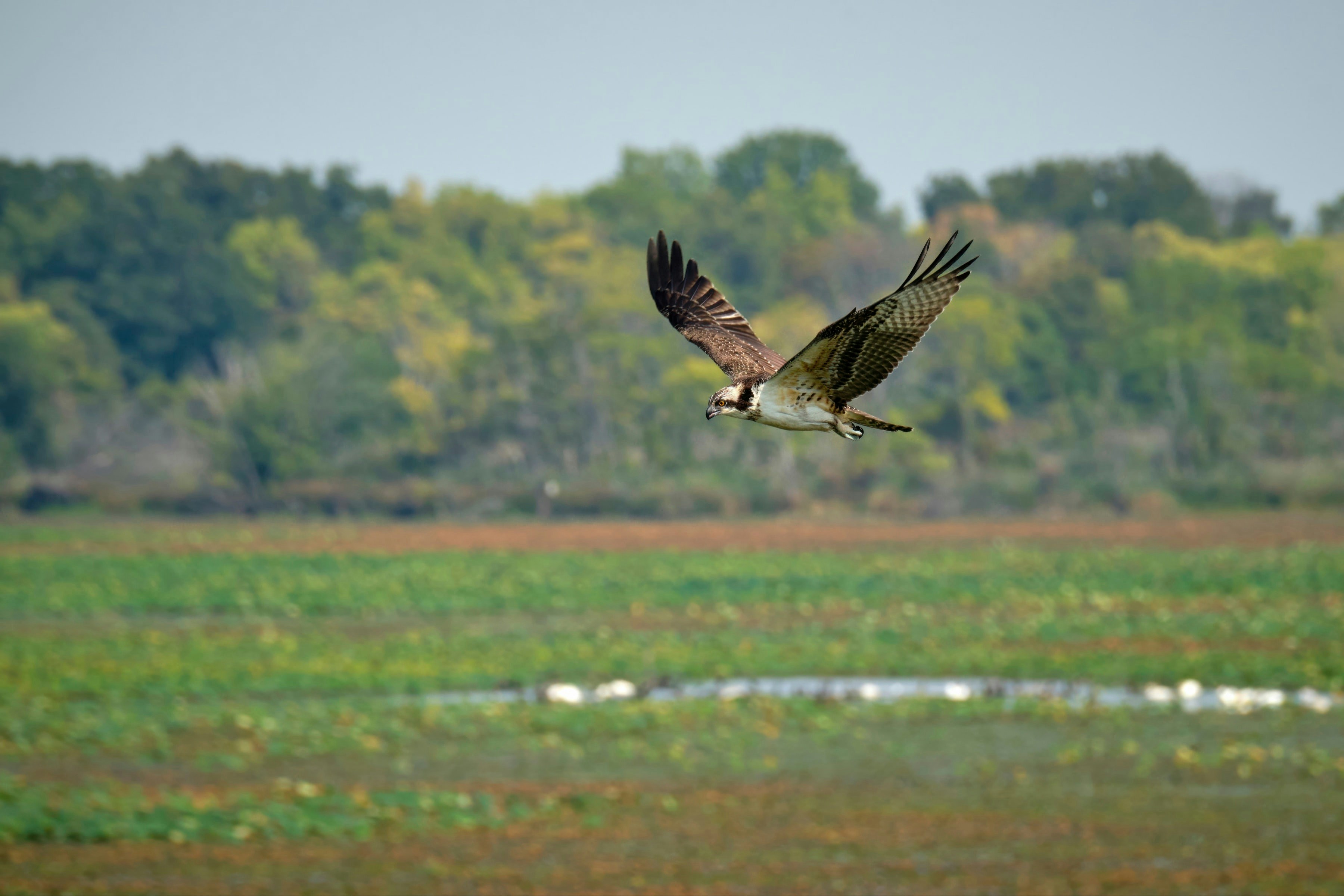 Bruselas suaviza la prohibición de la munición de plomo, generando controversia entre ecologistas y cazadores