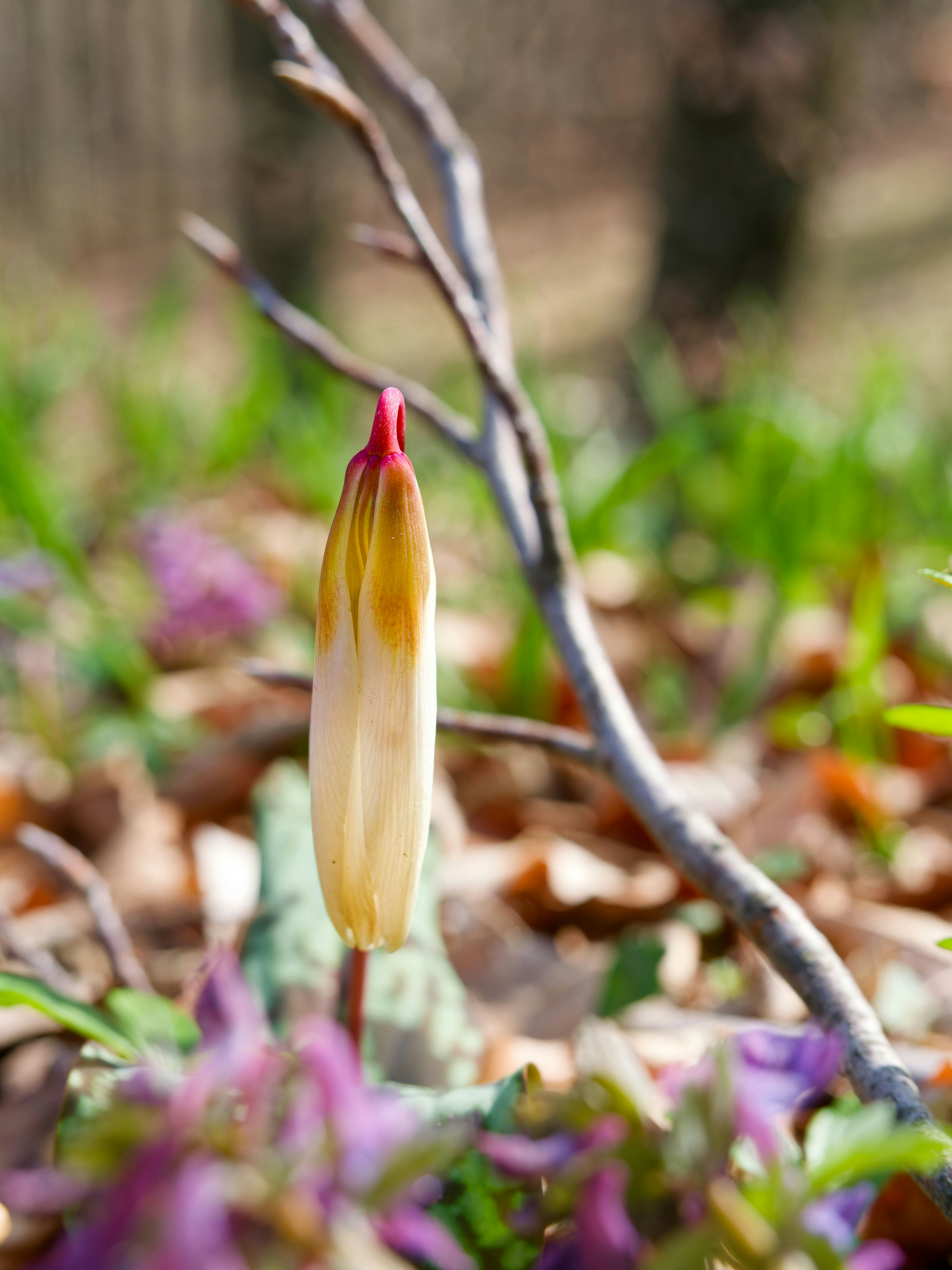 Un solo capullo floral con una rama encima