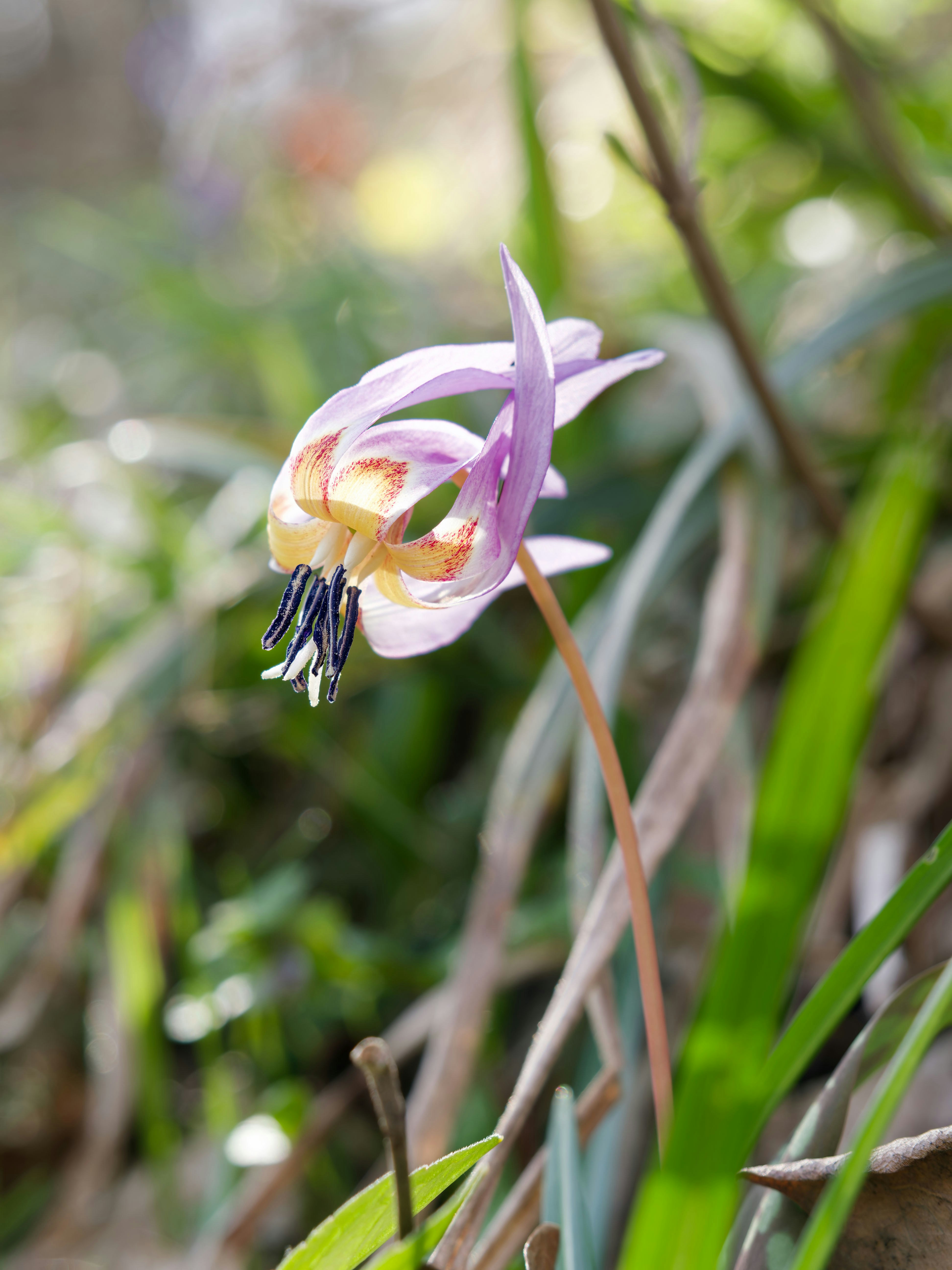 Una sola flor morada con centro amarillo y estambres negros.