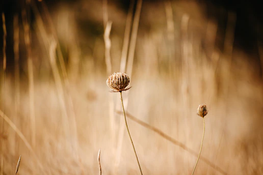 Dried thistle flower in a field of tall grass.