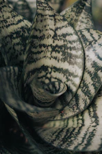 Close-up of a snake plant's patterned leaves