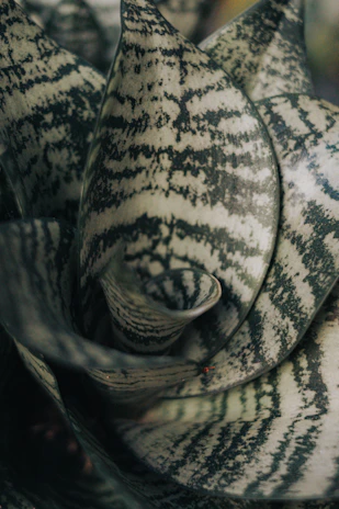 Close-up of a snake plant's patterned leaves