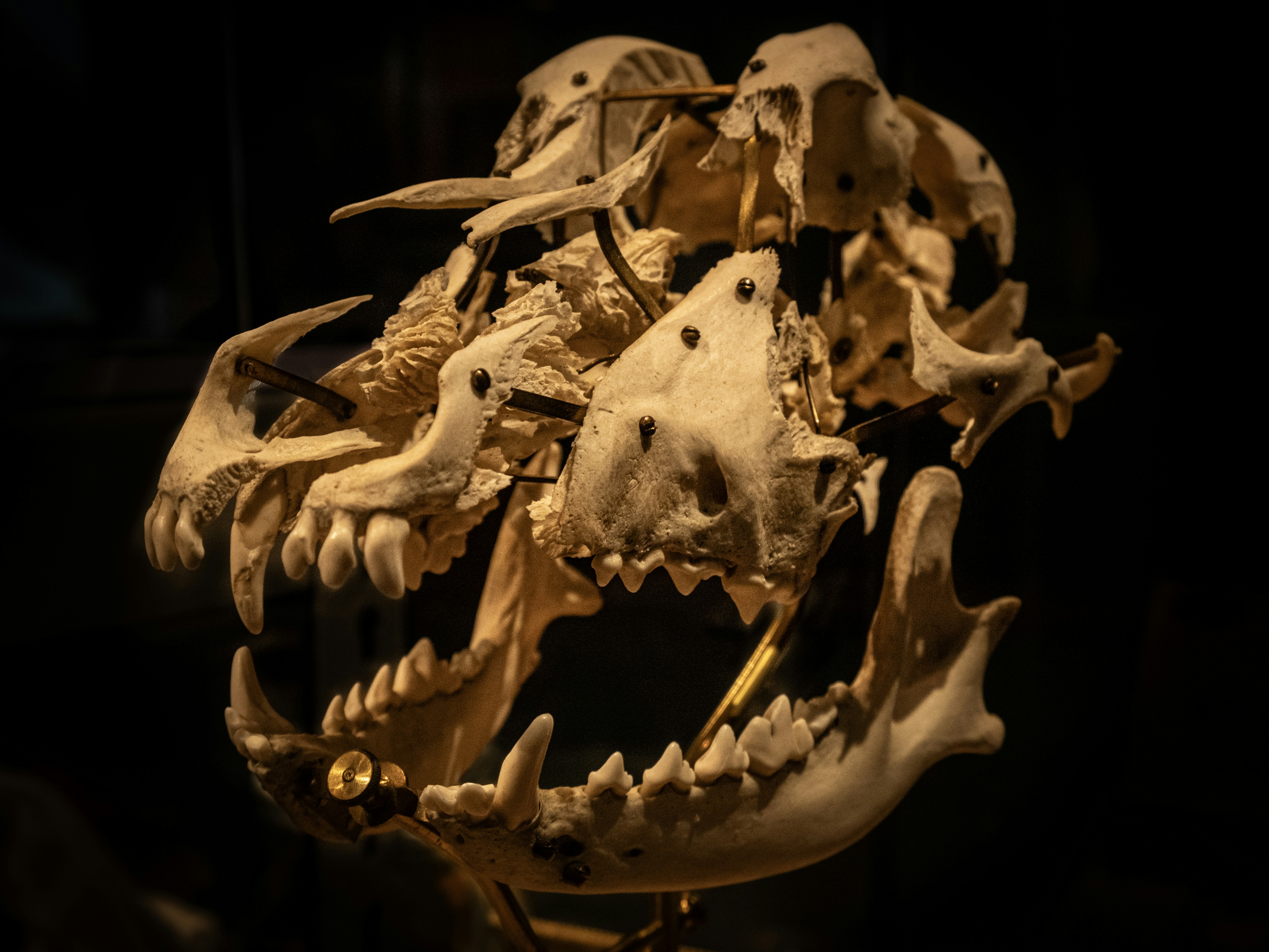 Primo piano di un teschio fossile di animale con denti affilati.