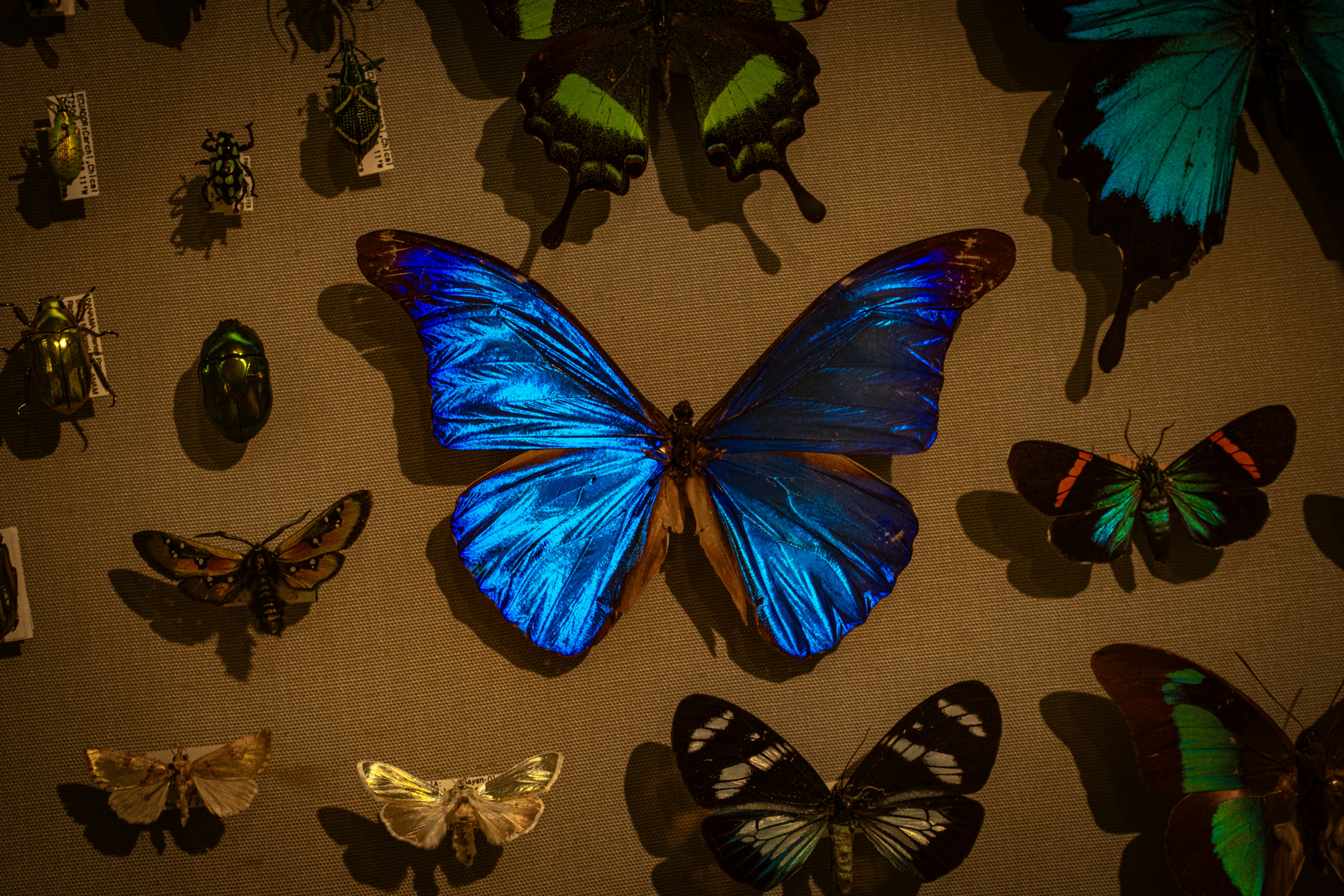 Collezione di farfalle e insetti colorati esposti
