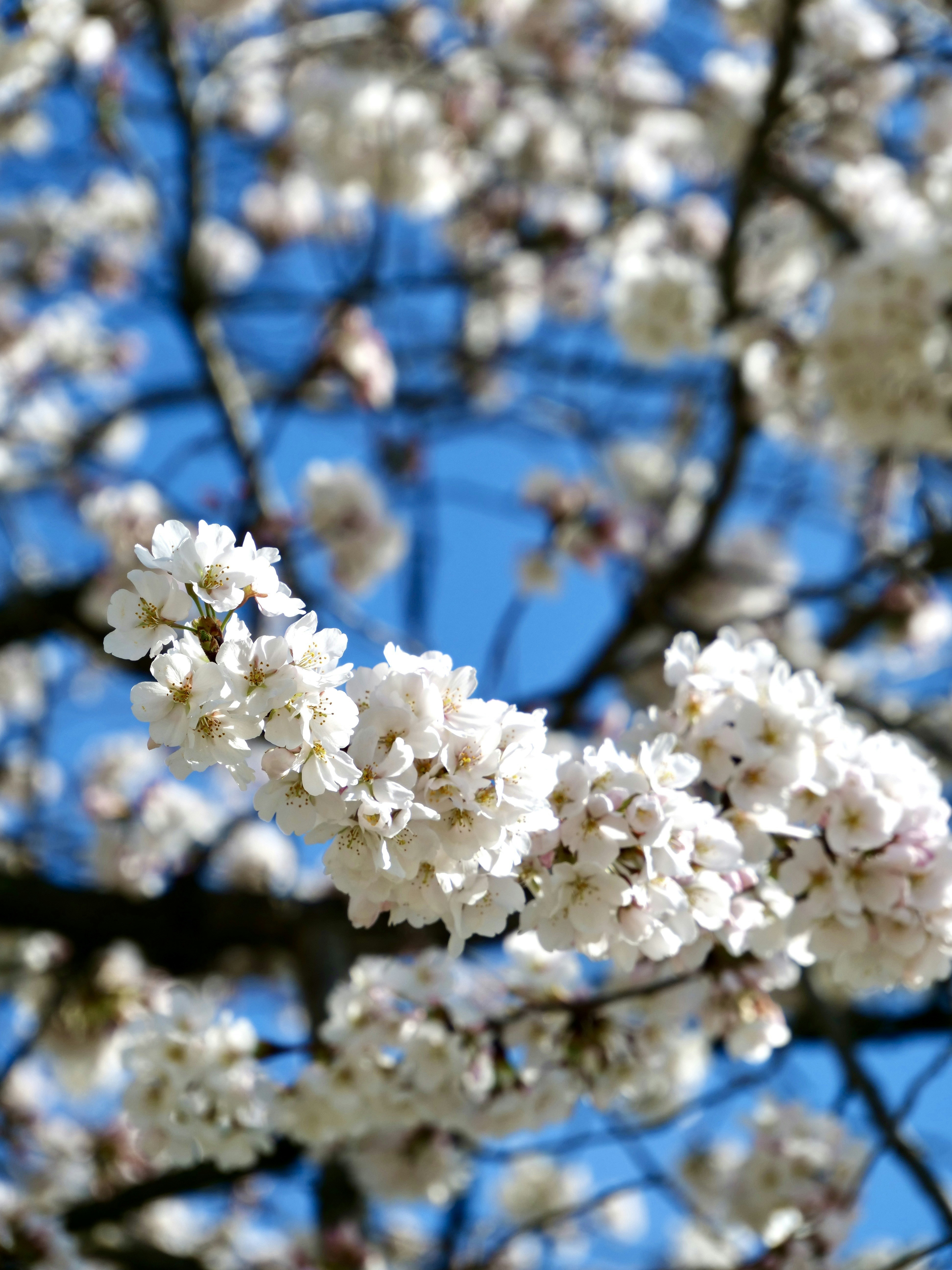 Photo by sschusterphotoart