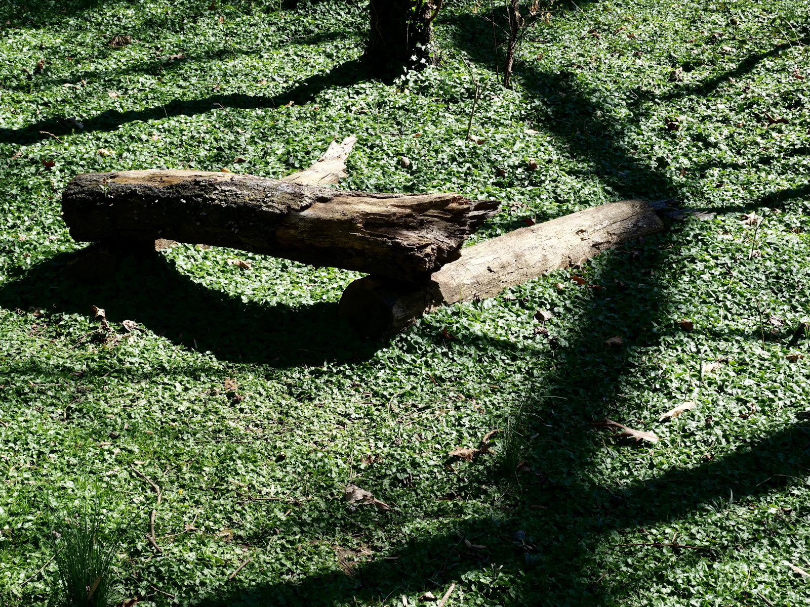 A downed limb lying across a green lawn after high wind