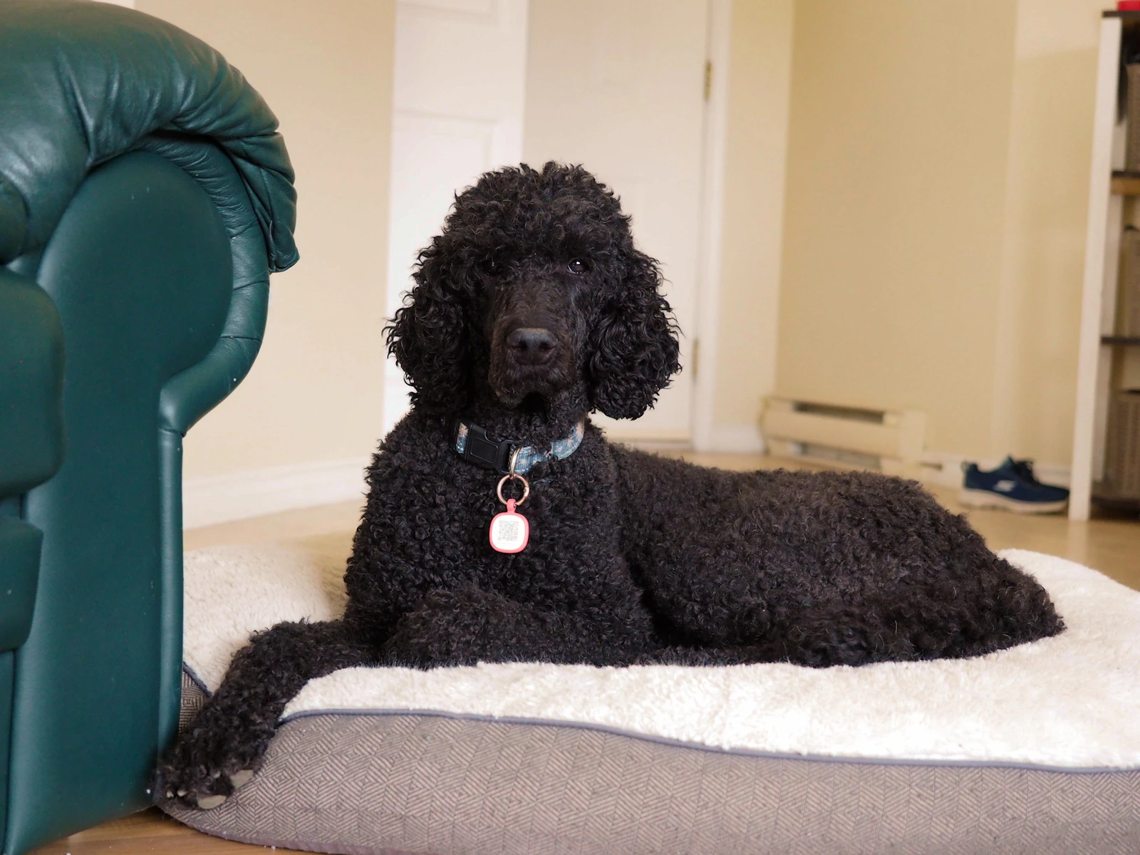Black poodle resting on a dog bed inside a home