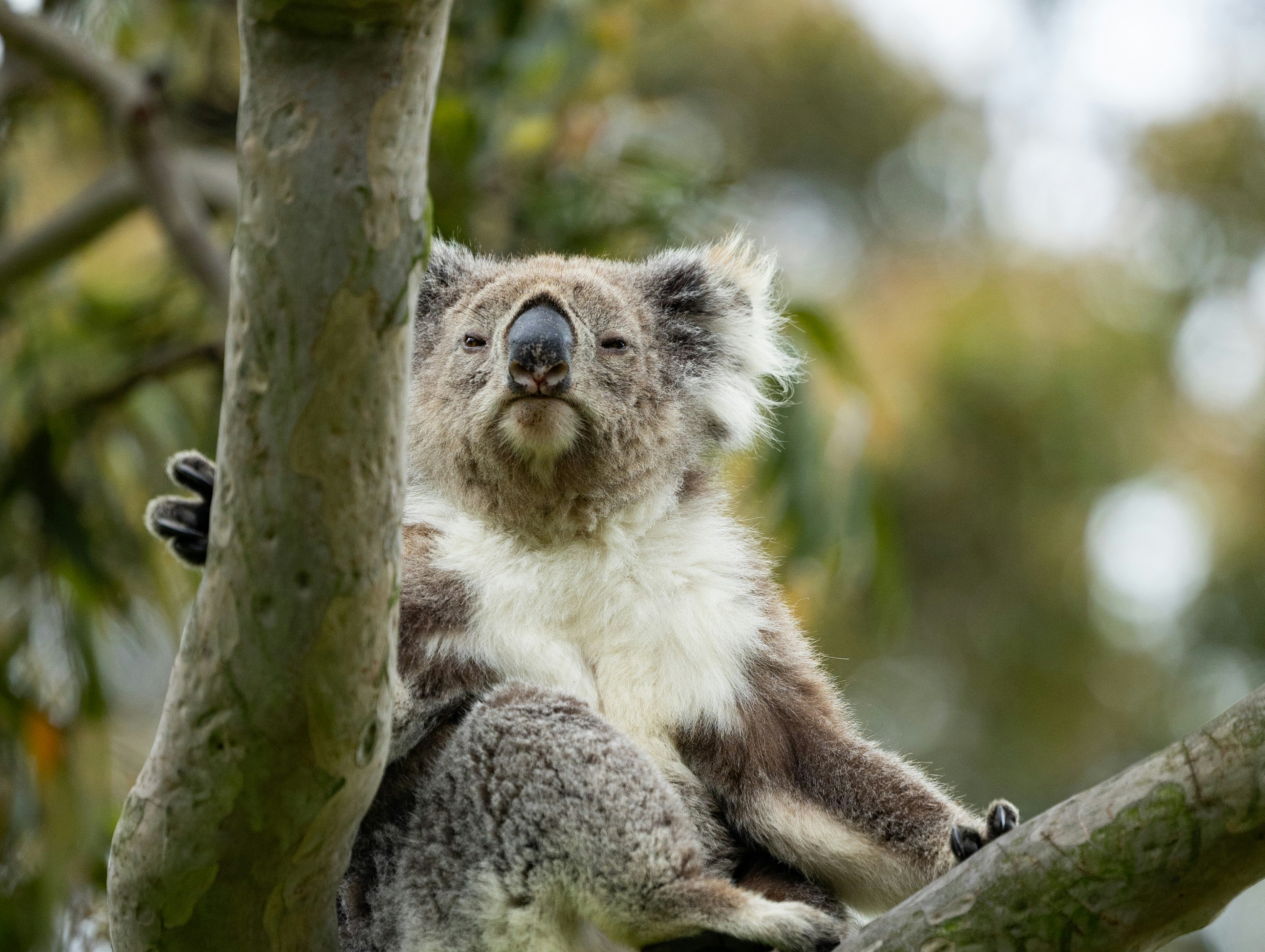 A koala sits comfortably in a tree.