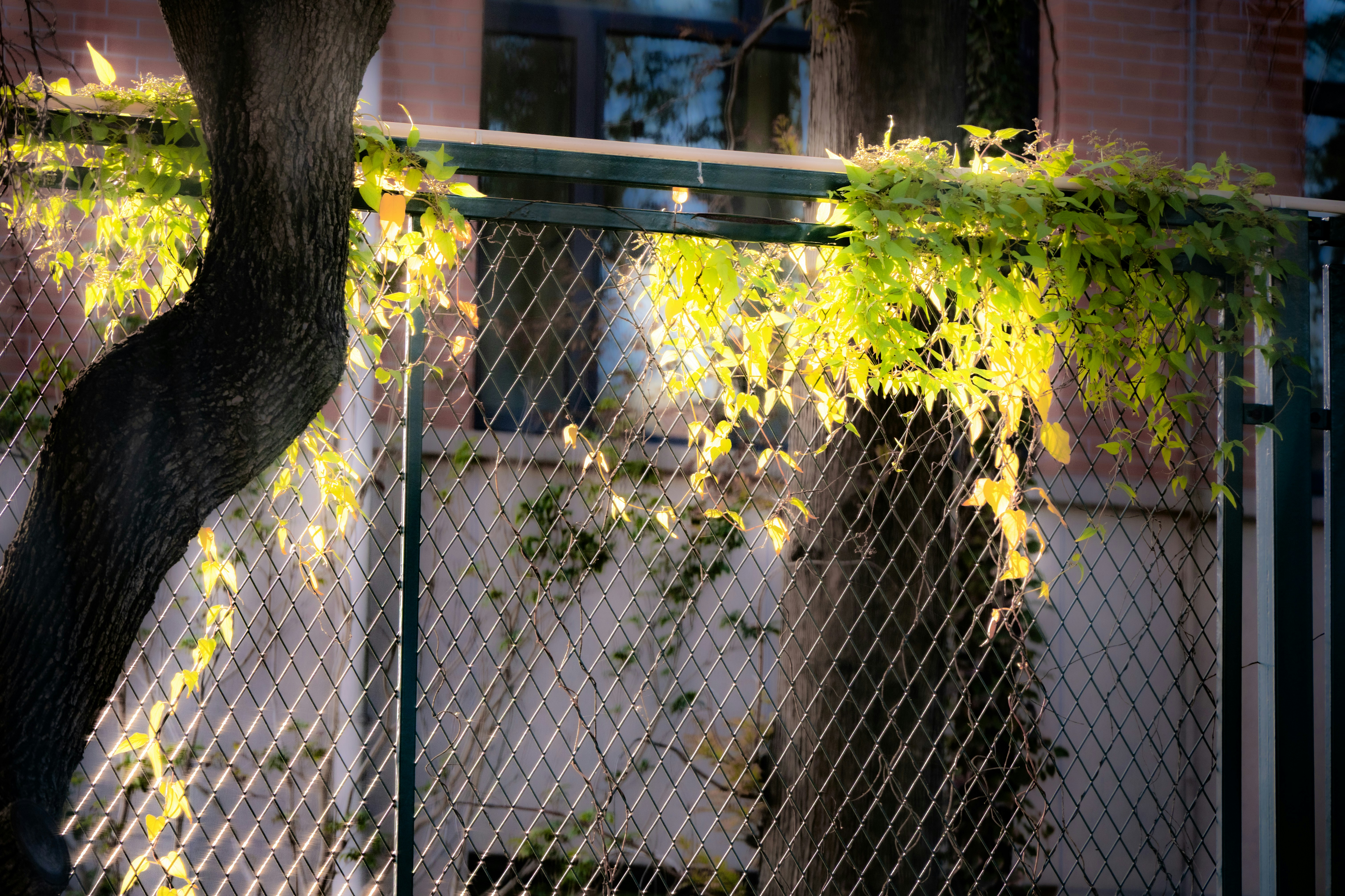 Green vines growing over a chain-link fence.
