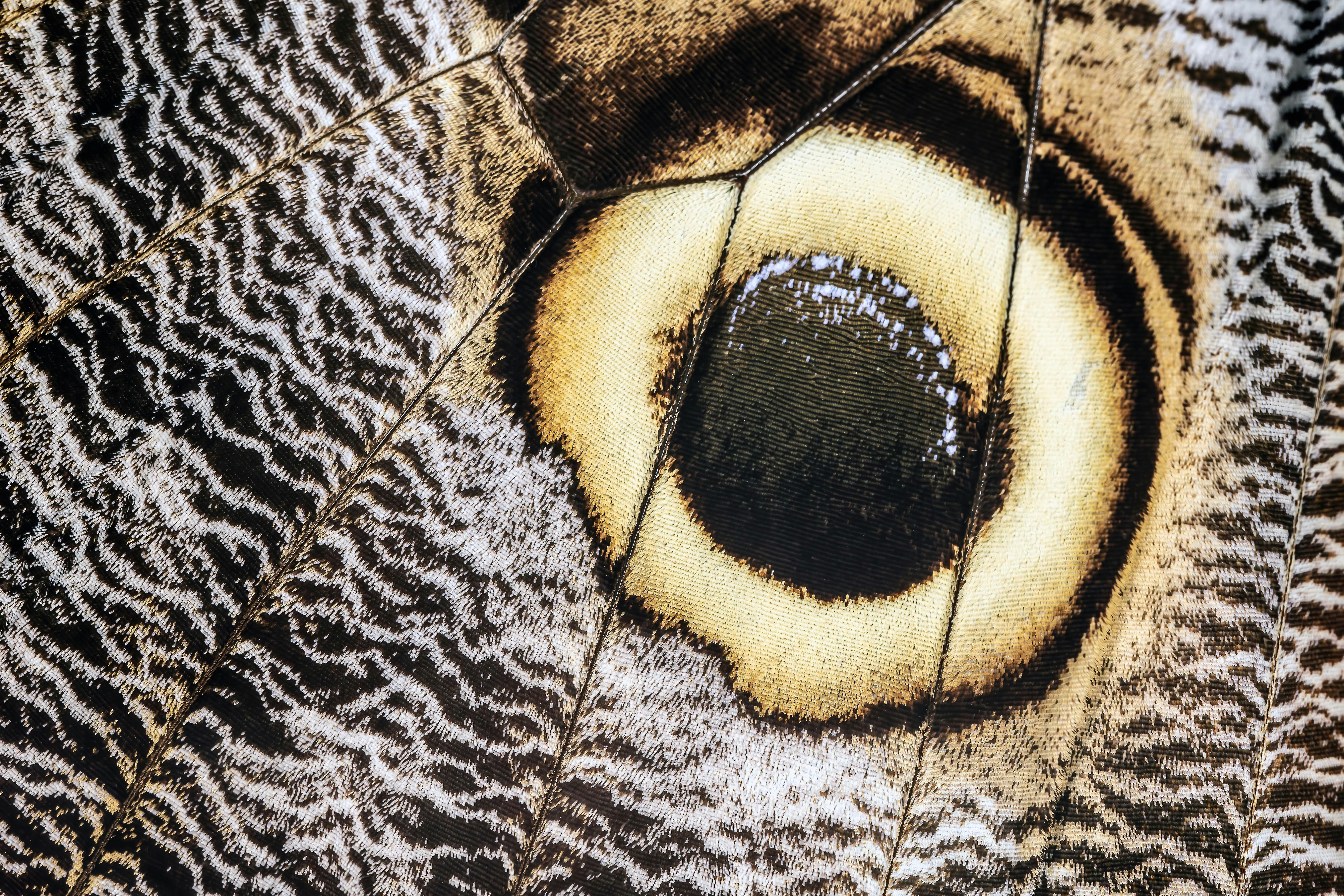Close-up of a butterfly wing with an eye-like pattern.