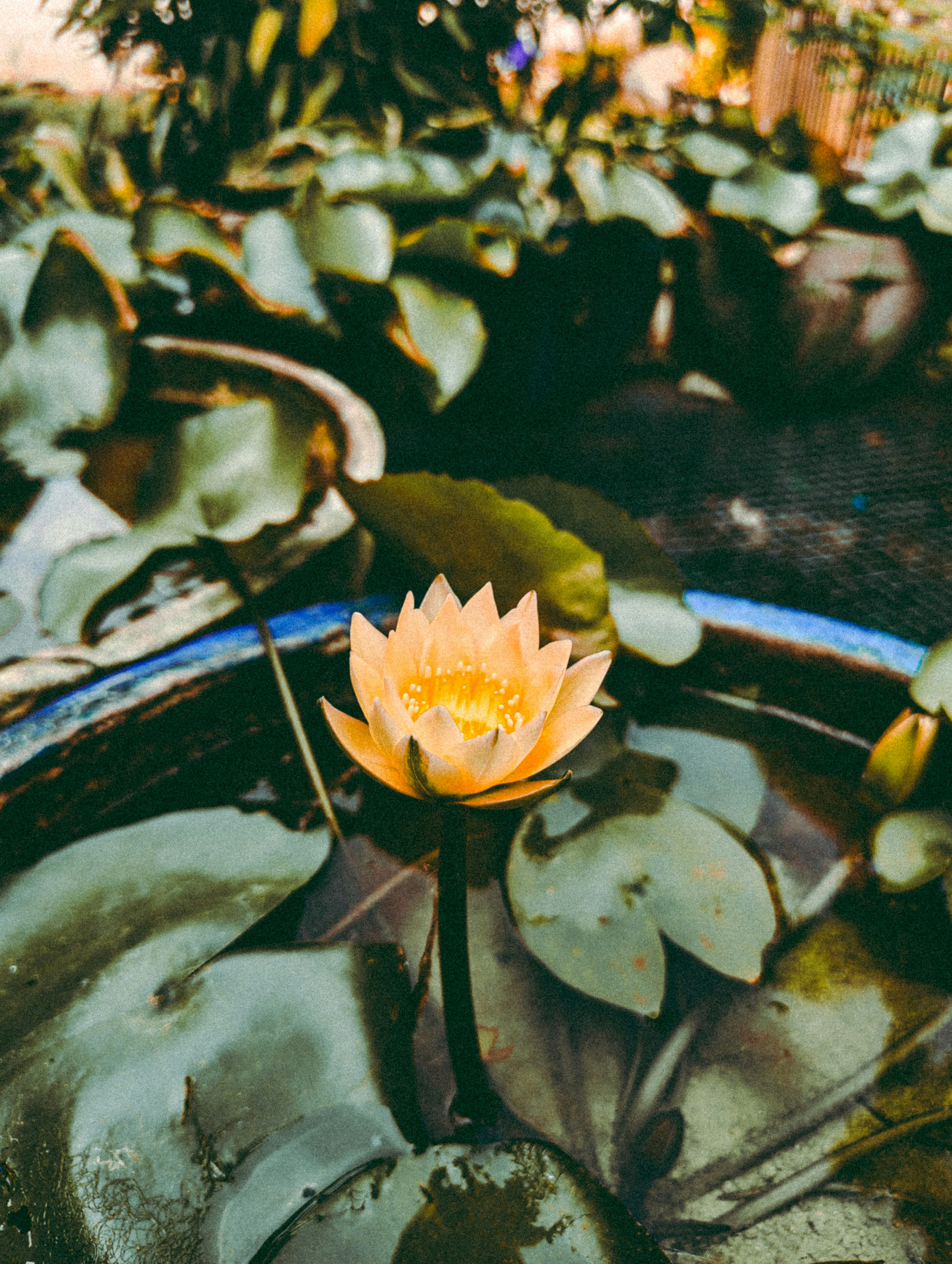 A single orange water lily blooms in a pond.