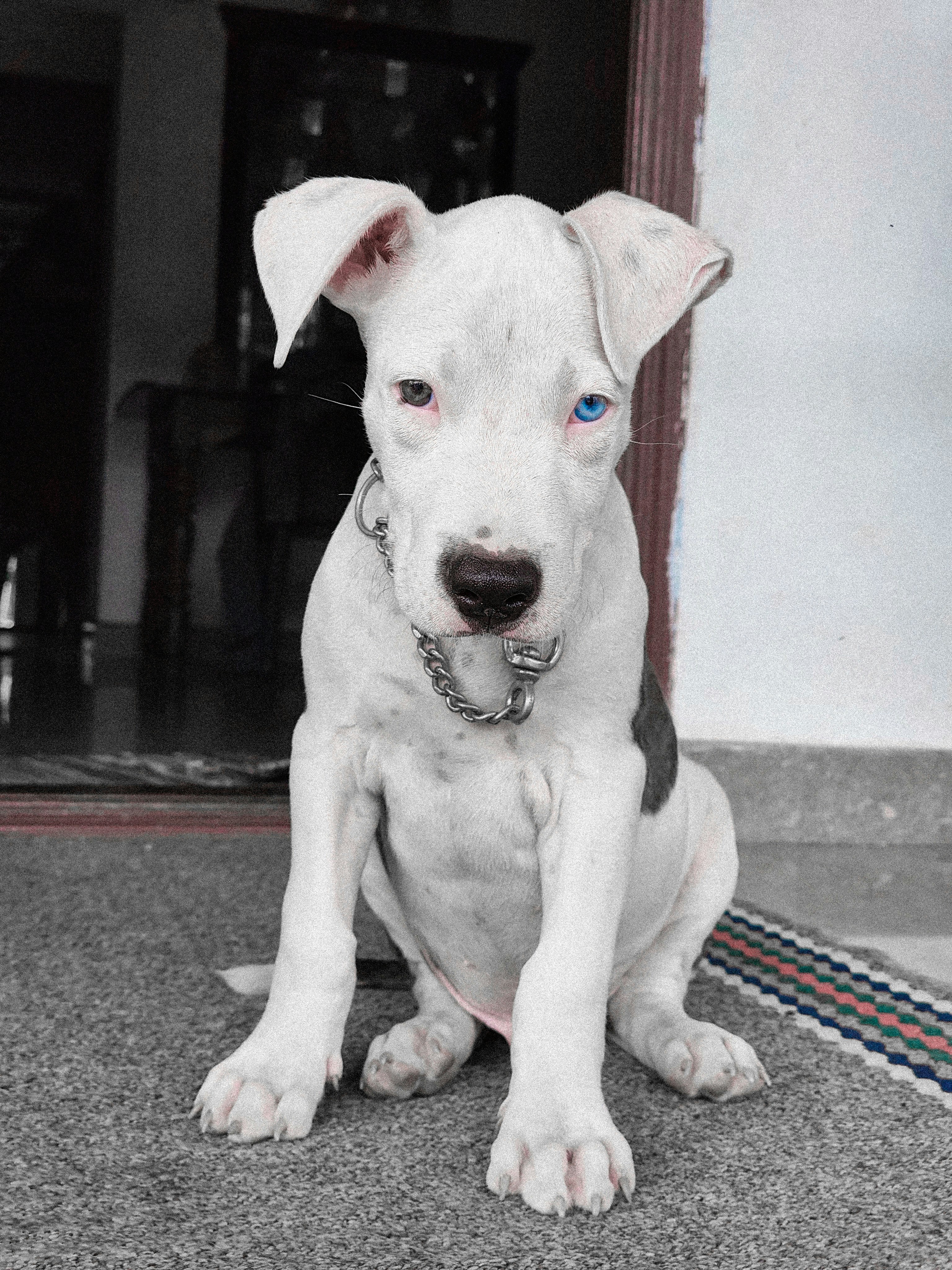 A white pit bull puppy with heterochromia sits attentively.